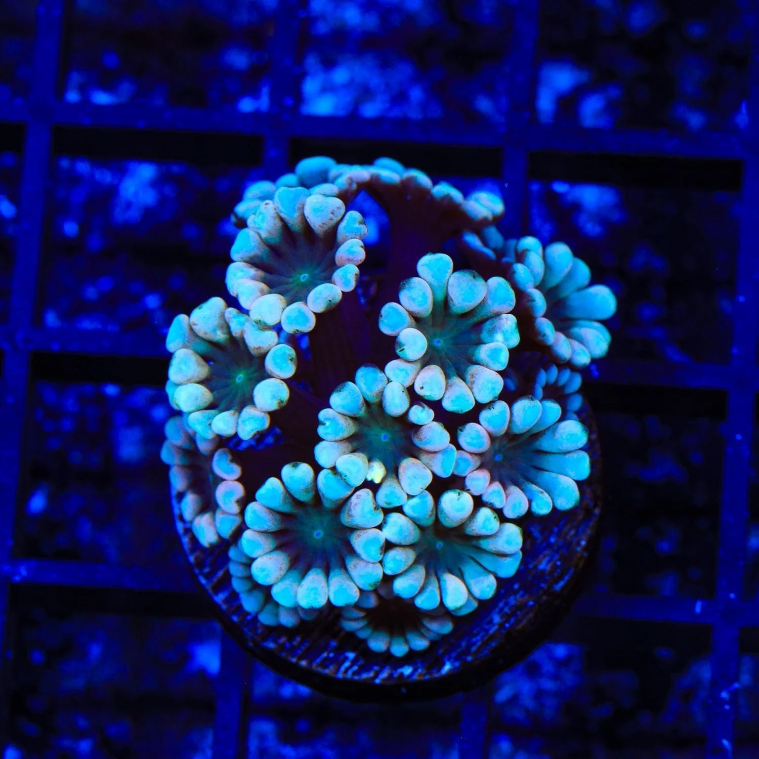 TSA Snow Top Alveopora Coral - Image 3