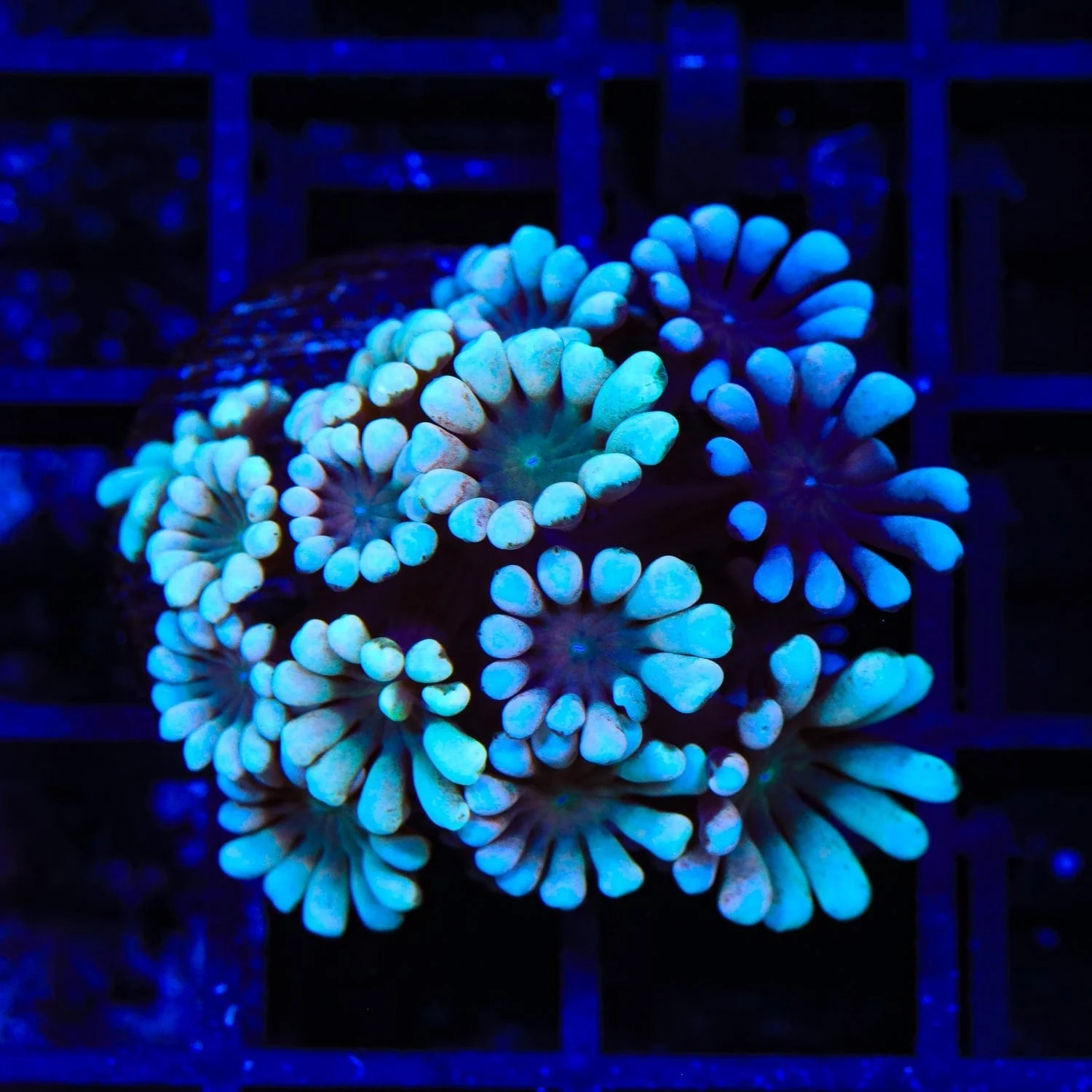TSA Snow Top Alveopora Coral - Image 4