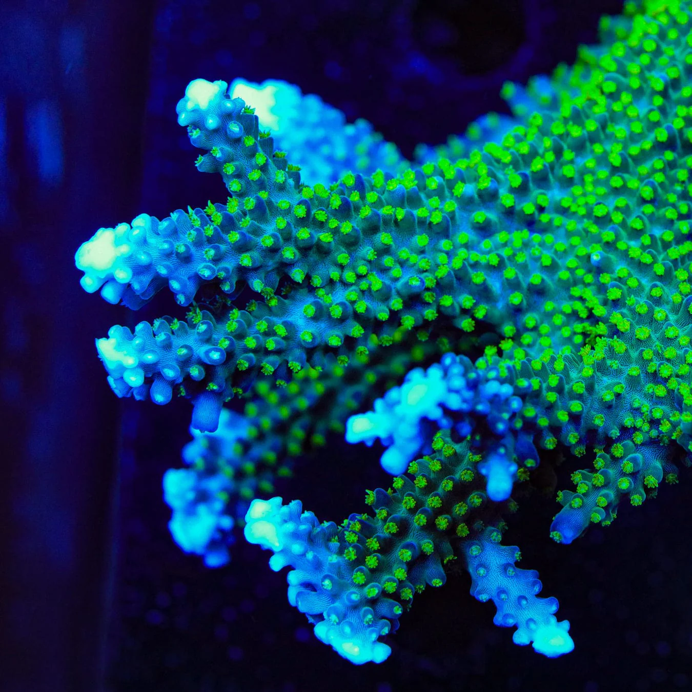TSA Snozzberry Acropora Coral - Image 2