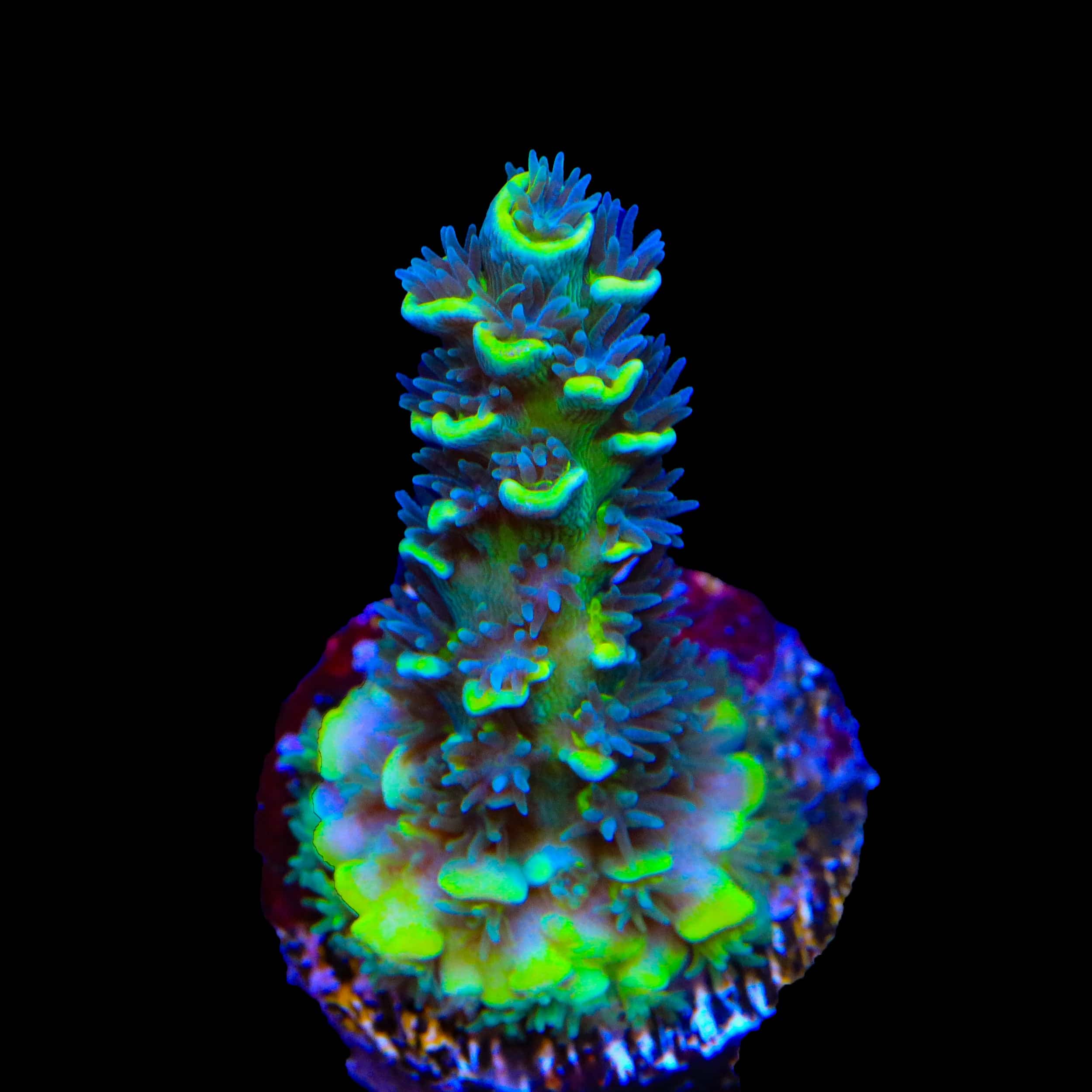TSA Sour Diesel Malaysian Tenuis Acropora Coral