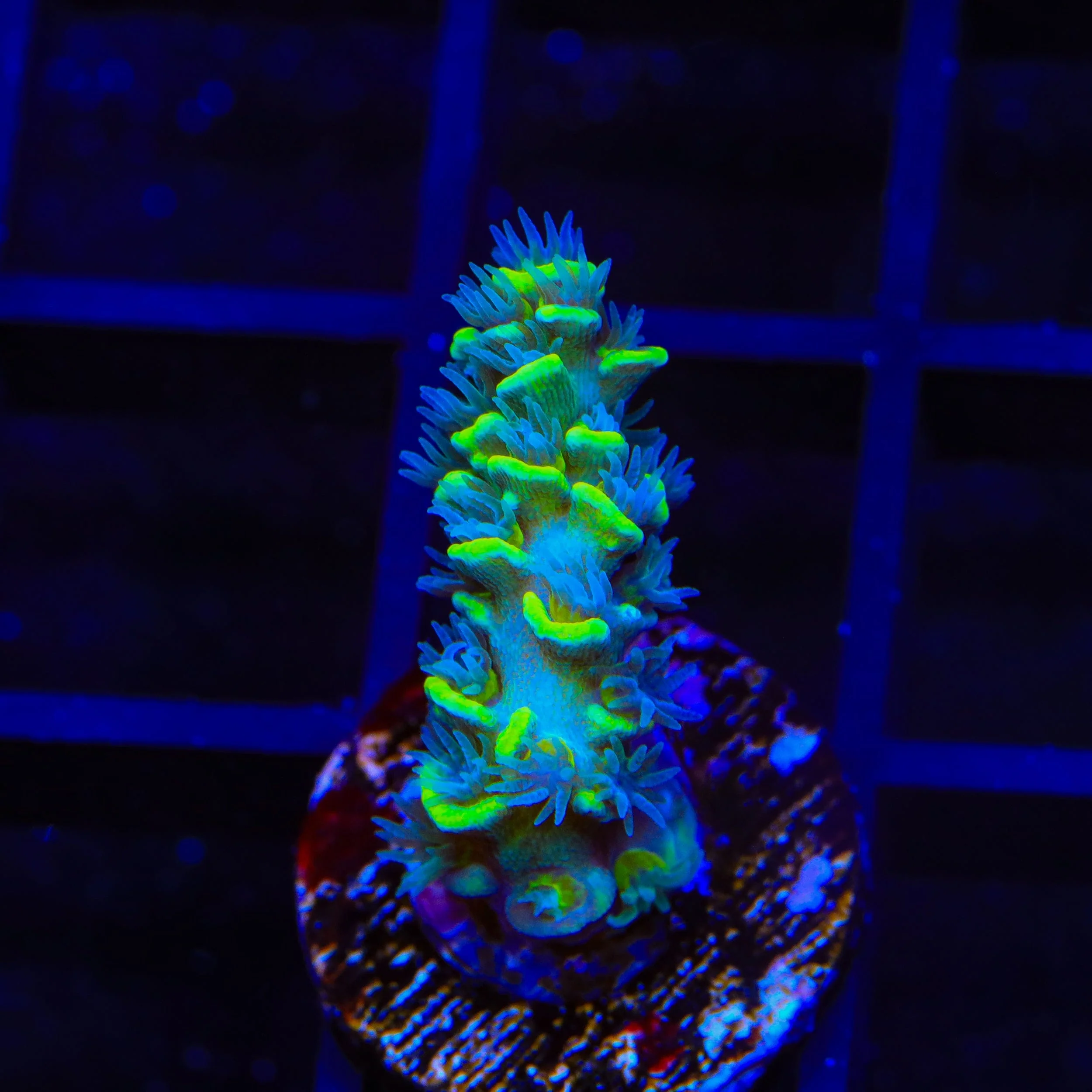 TSA Sour Diesel Malaysian Tenuis Acropora Coral - Image 2