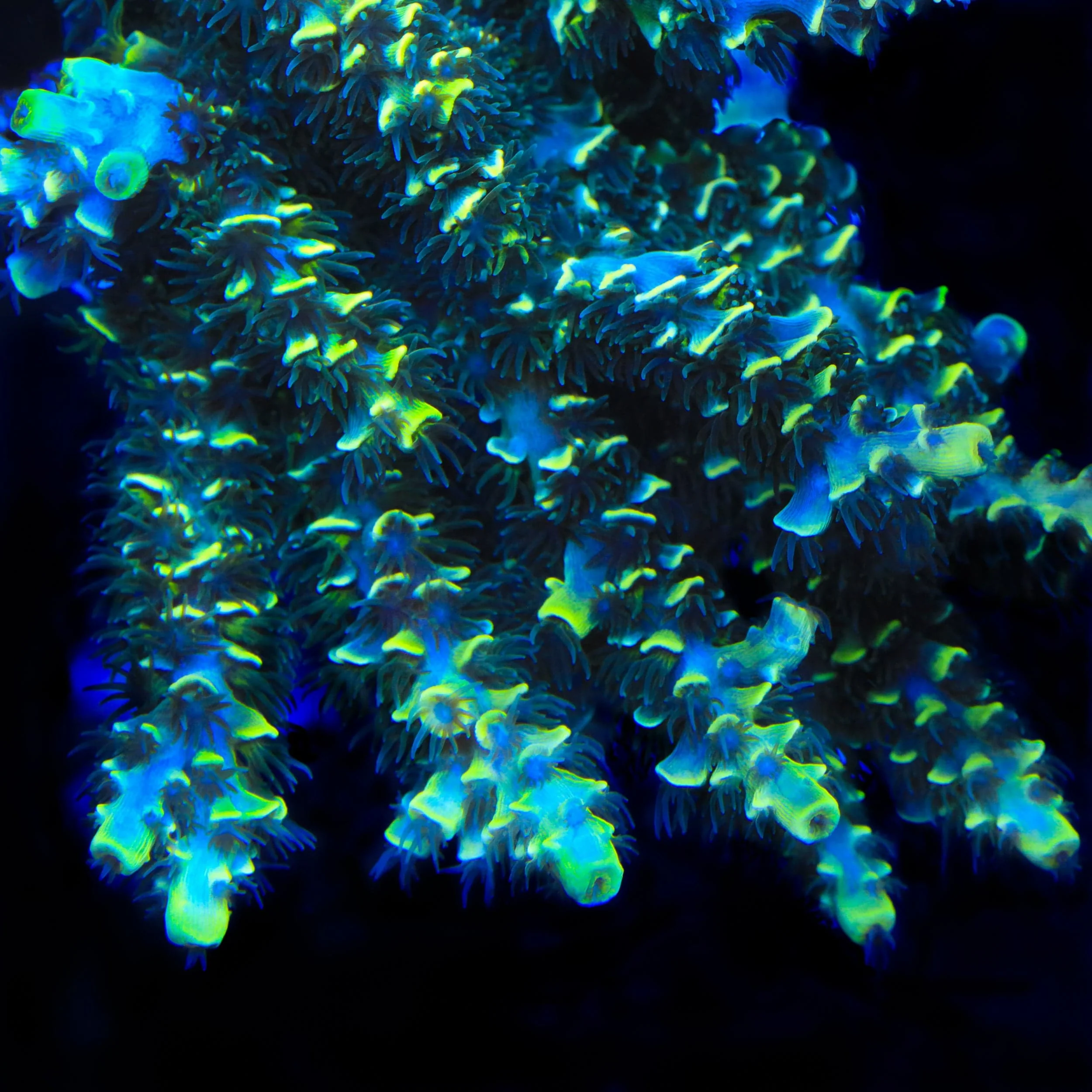 TSA Sour Diesel Malaysian Tenuis Acropora Coral - Image 4