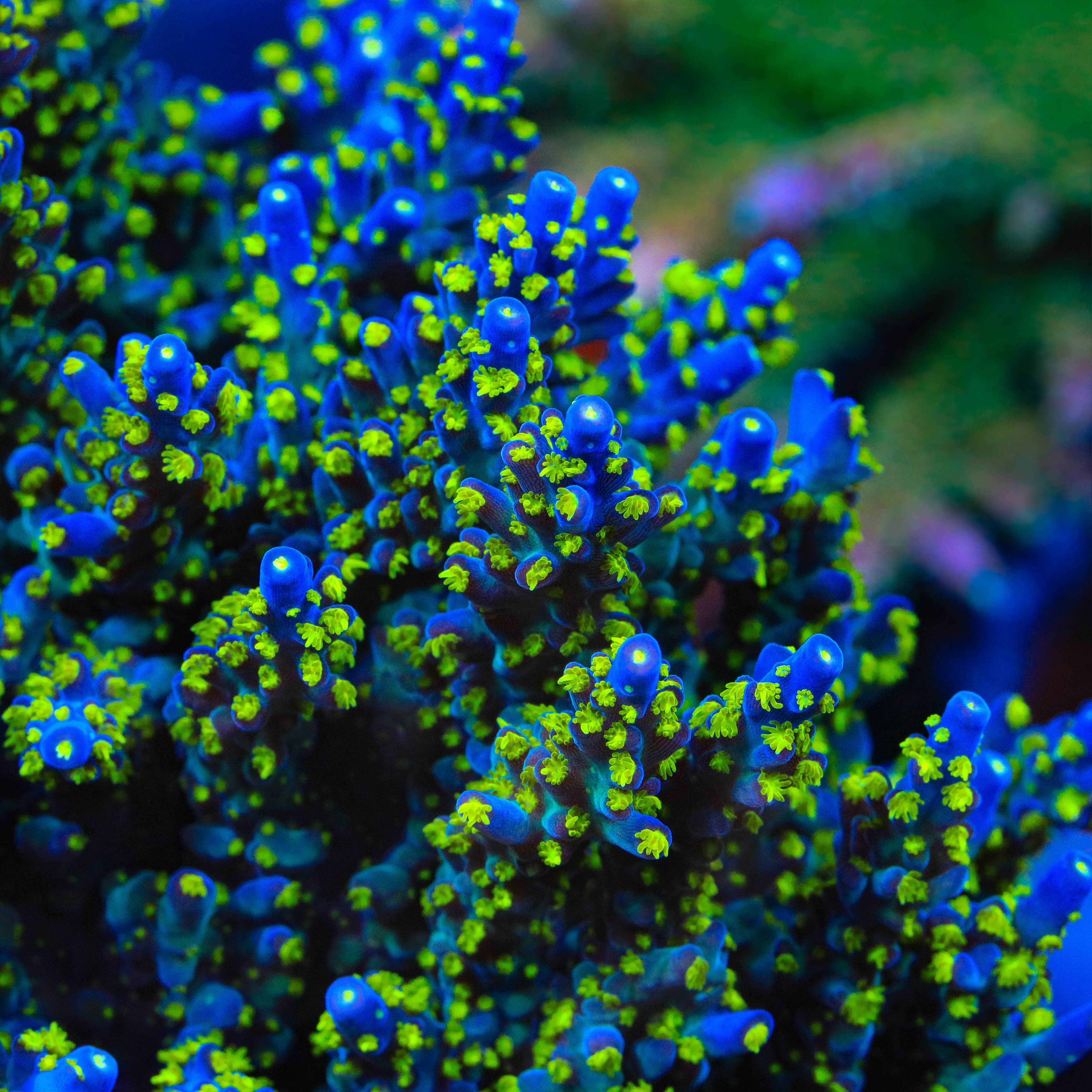 TSA Sour Patch Acropora XL Frag Coral - Image 2