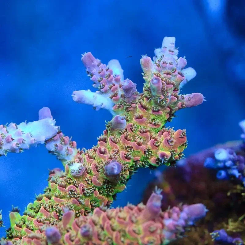 TSA Sour Tsunami Acropora Coral - Image 2
