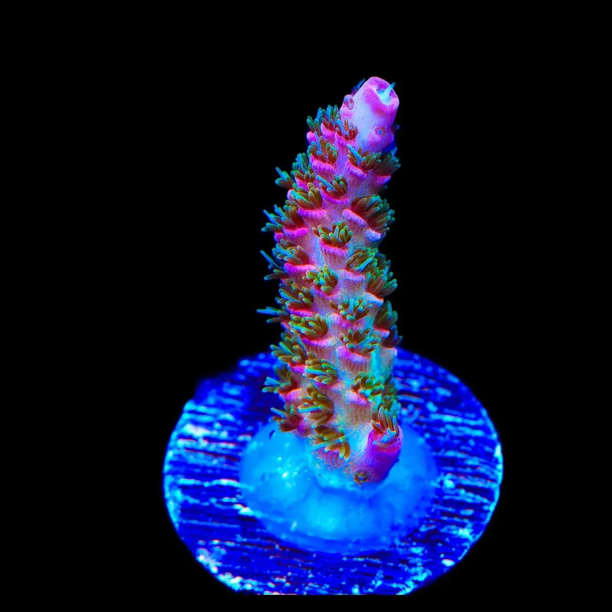 TSA Sour Tsunami Acropora Coral - Image 3