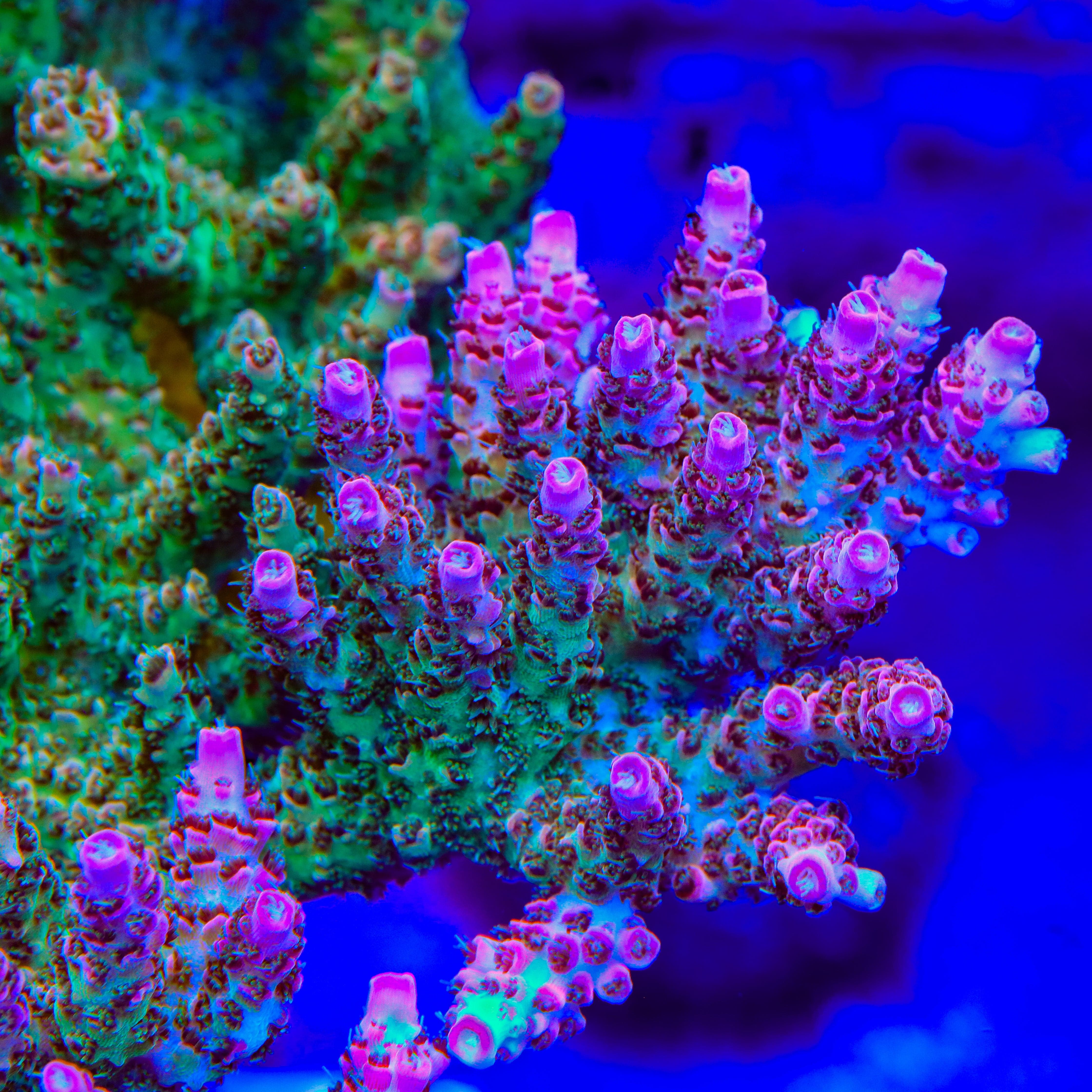 TSA Sour Tsunami Acropora Coral - Image 2