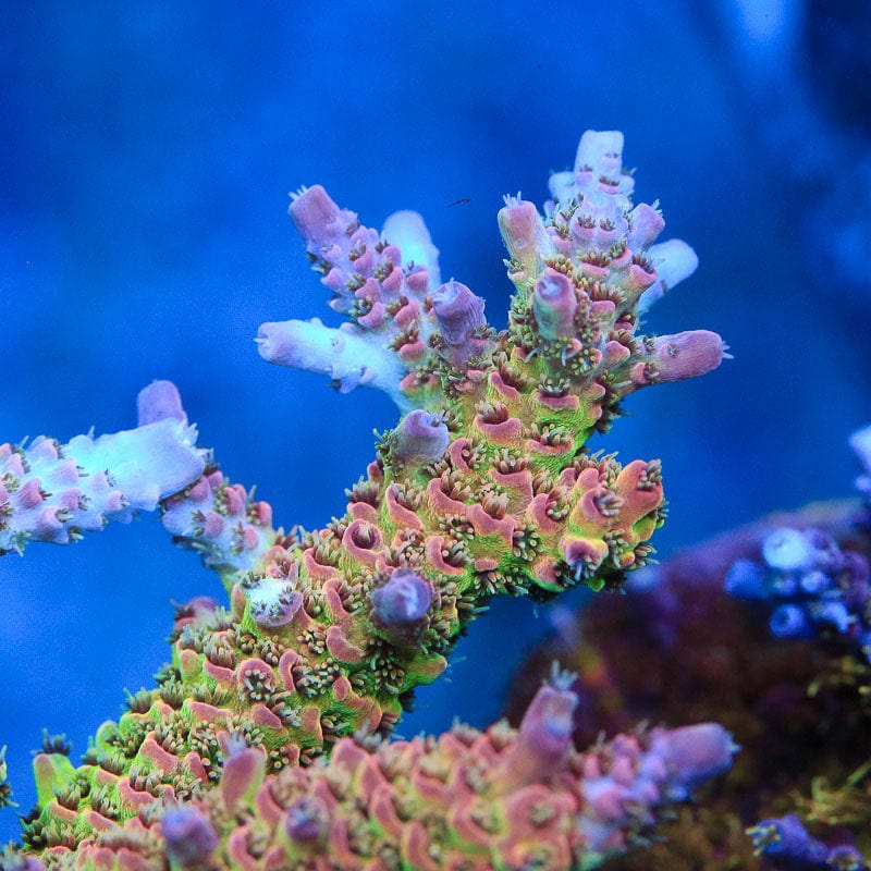 TSA Sour Tsunami Acropora Coral - Image 2