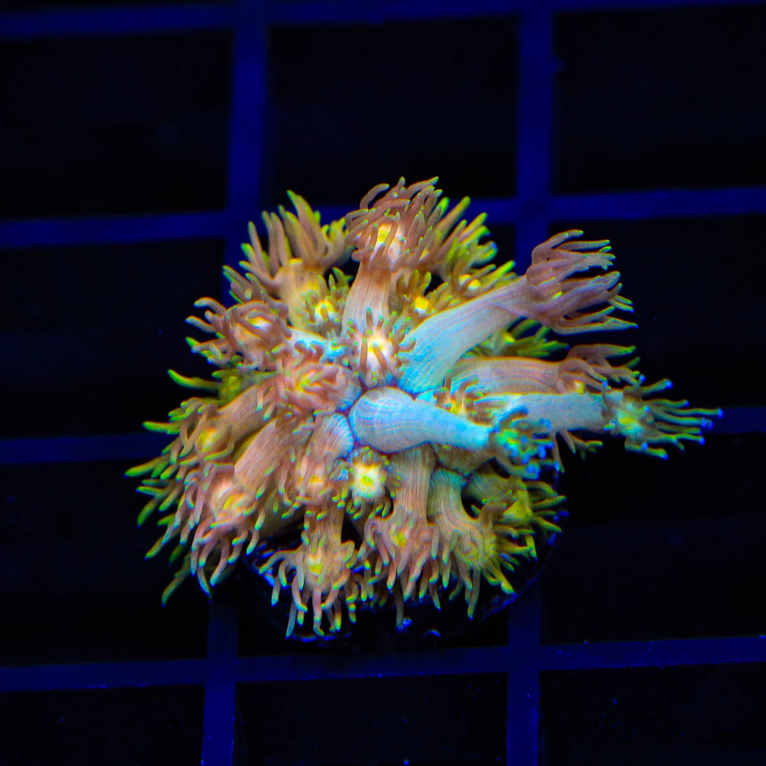TSA Sour Tsunami Goniopora Coral - Image 2