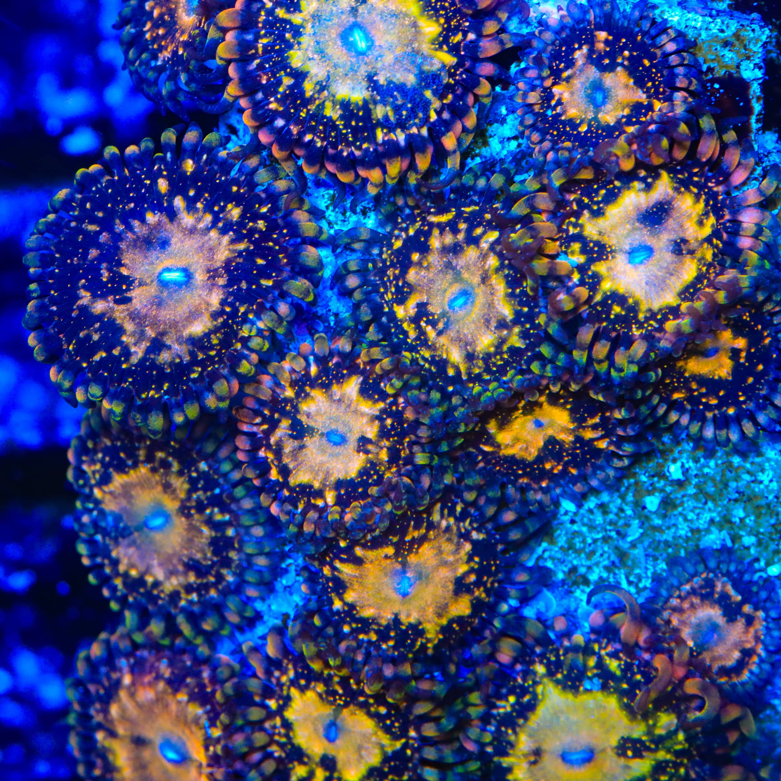 TSA Space Leopard Zoanthids Coral
