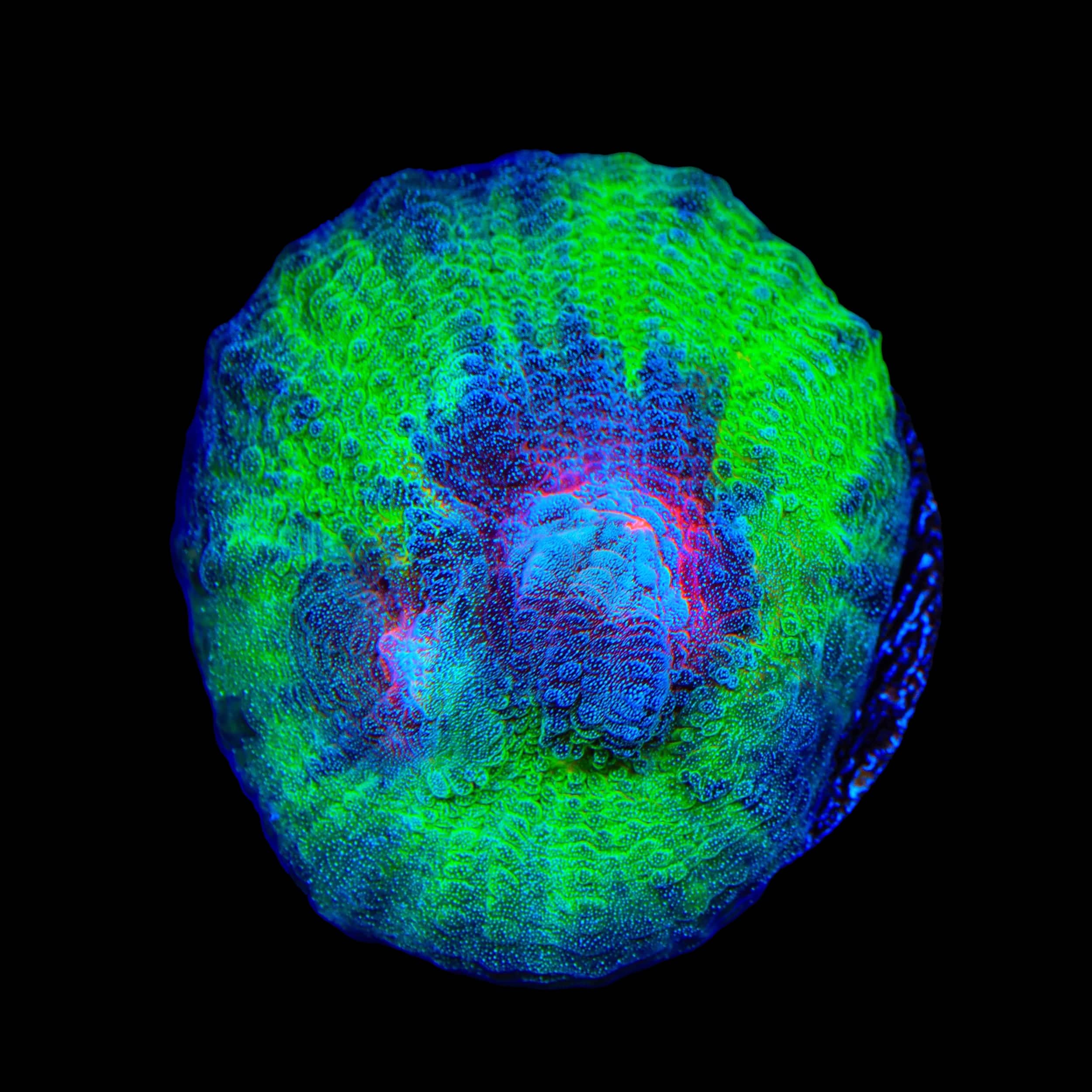 TSA Space Sugar Chalice Coral - Image 2