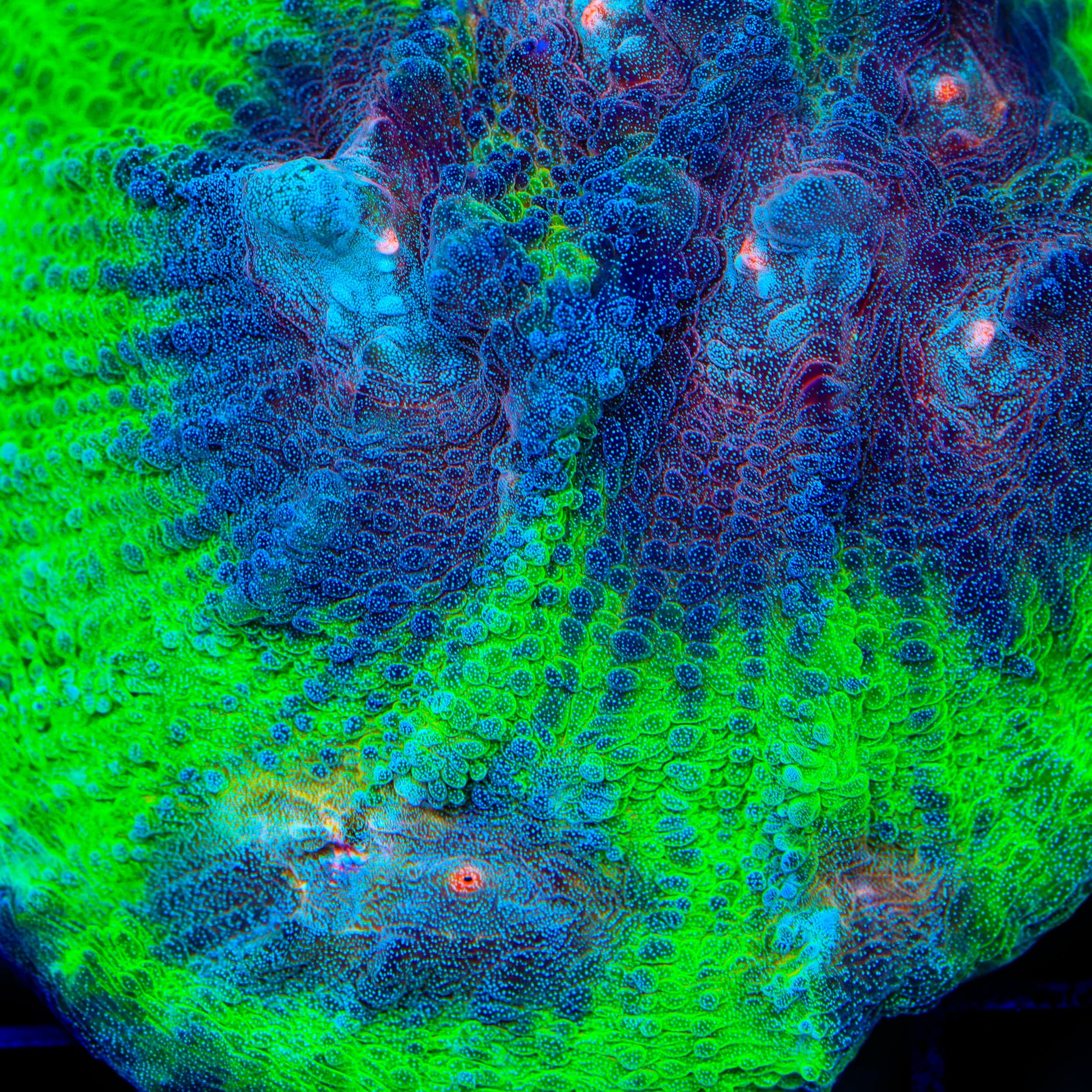TSA Space Sugar Chalice Coral - Image 3