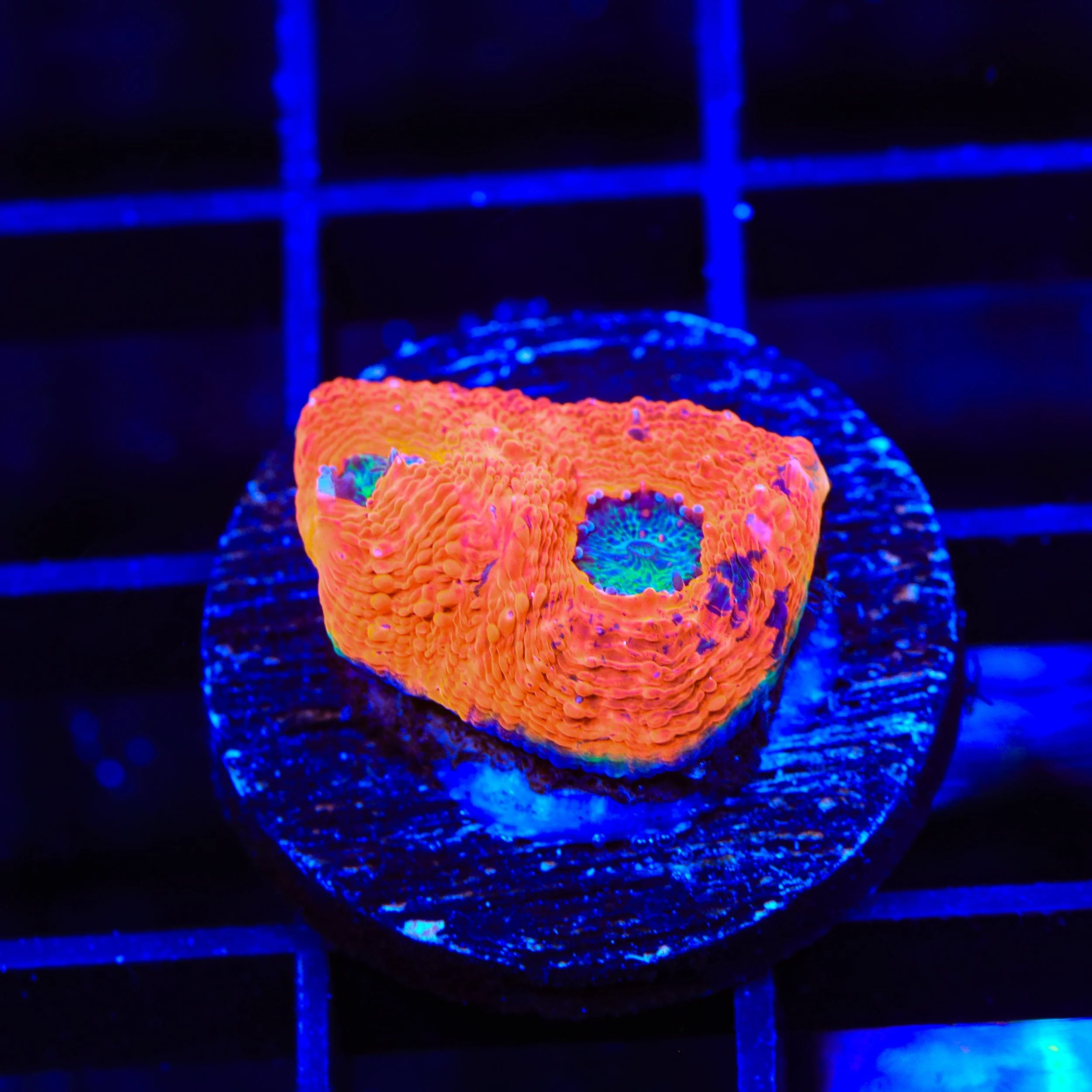 TSA Splash of Juice Echinata Coral - Image 2