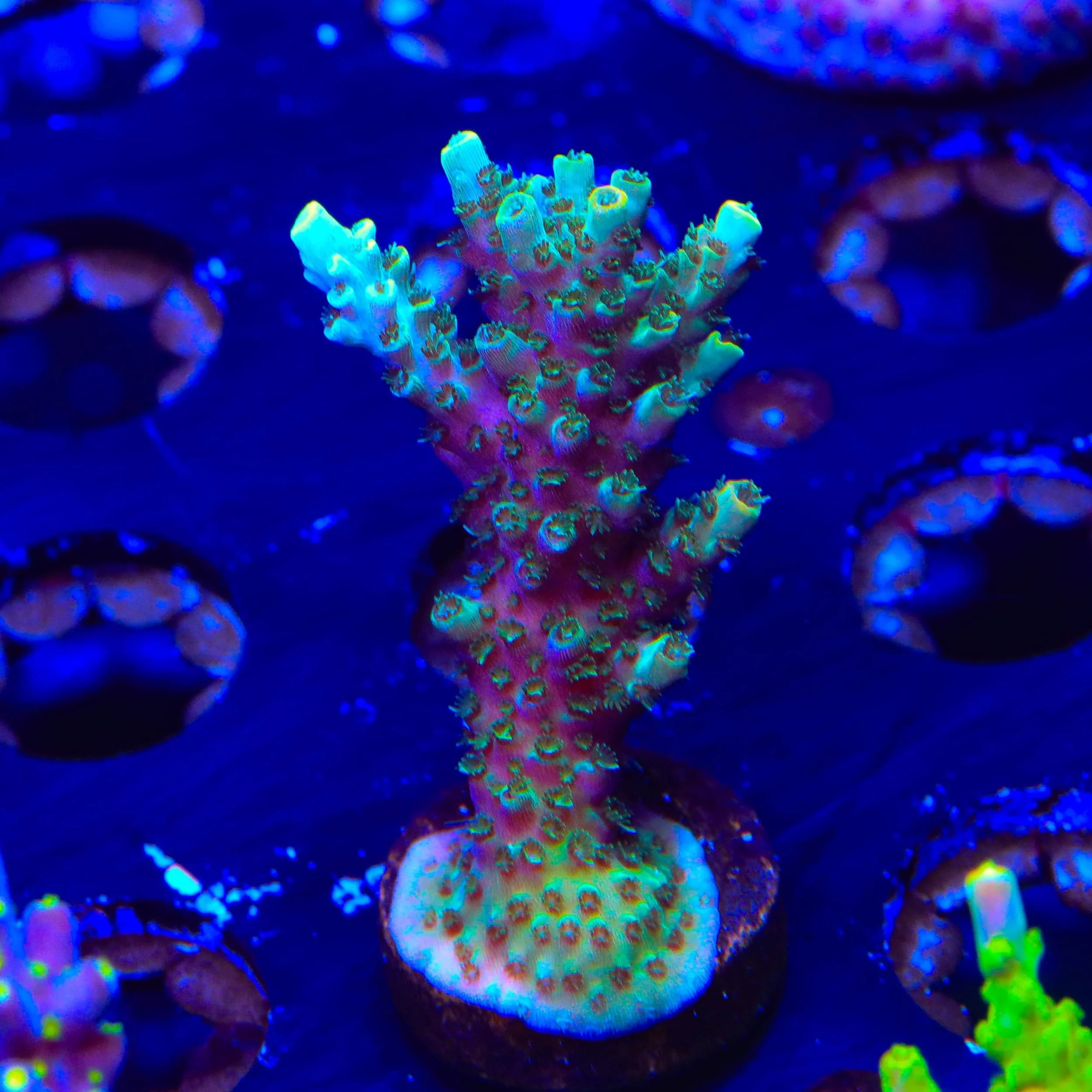TSA Dan Aykroyd Acropora XL Frag Coral