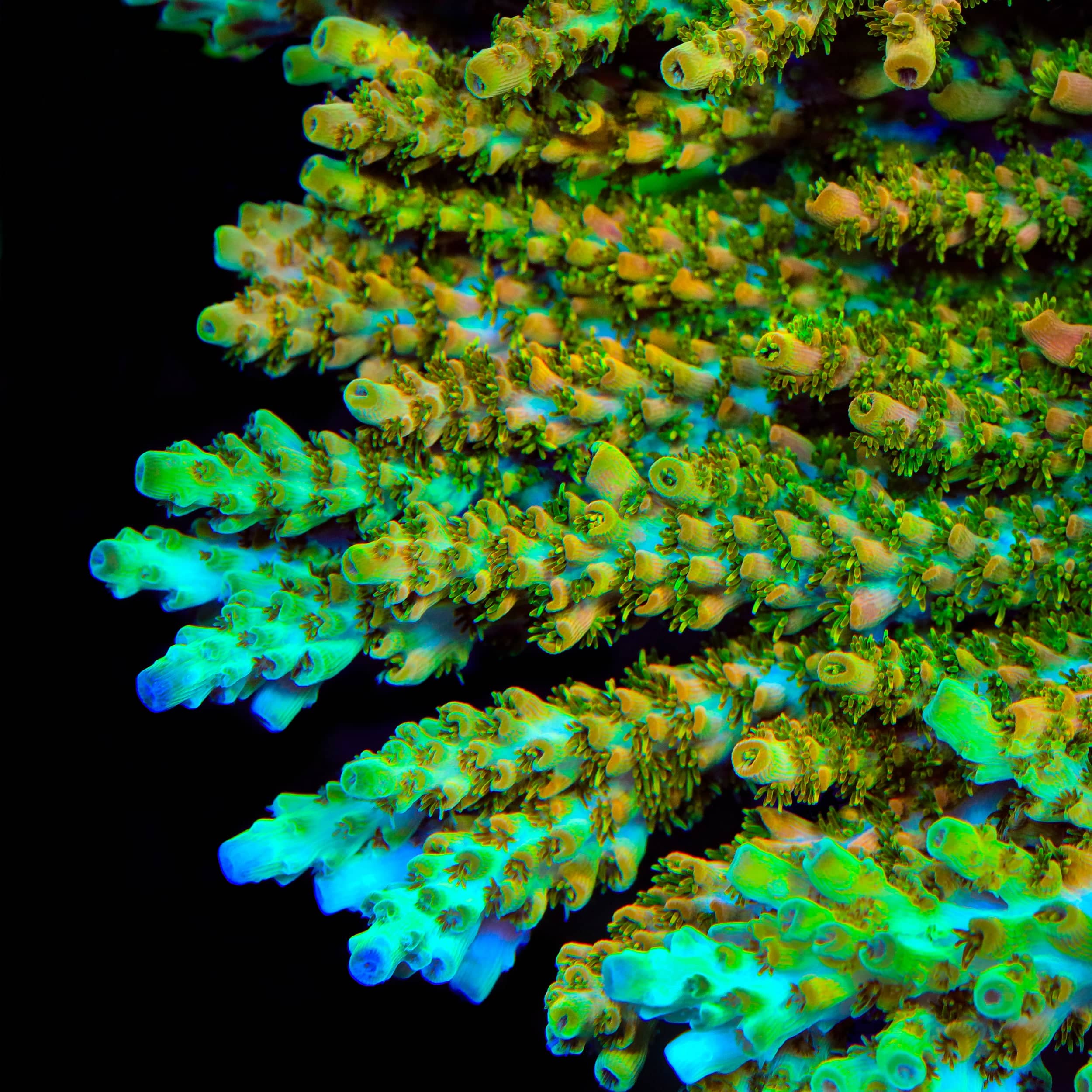 TSA Dan Aykroyd Acropora XL Frag Coral - Image 2