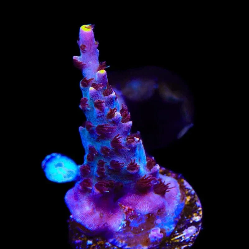 TSA Spyro the Dragon Acropora Coral - Image 2