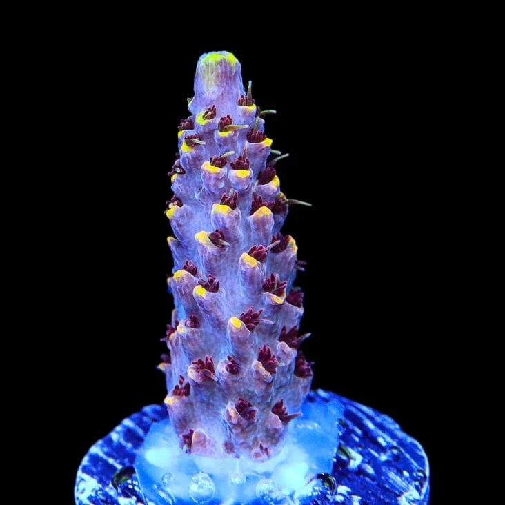 TSA Spyro the Dragon Acropora Coral - Image 3