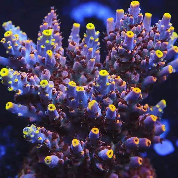TSA Spyro the Dragon Acropora Coral - Image 4