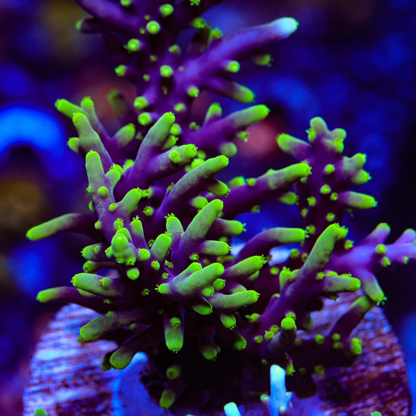 TSA Starlord Acropora Coral - Image 2