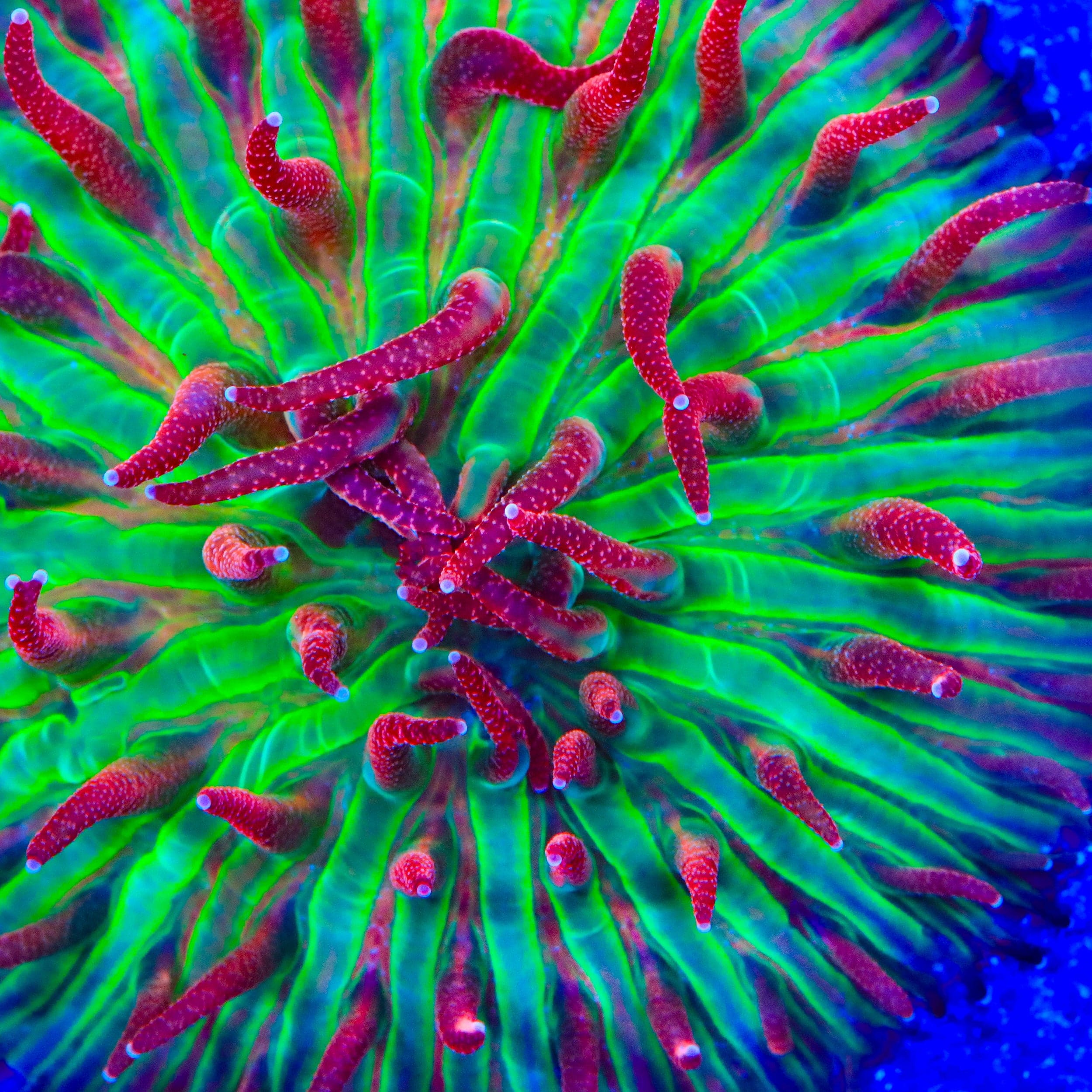 TSA Strawberry Ice Aquacultured Plate Coral - Image 2