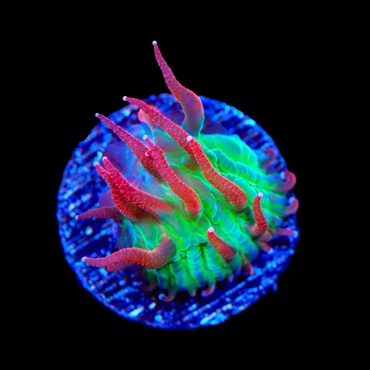 TSA Strawberry Ice Aquacultured Plate Coral - Image 3