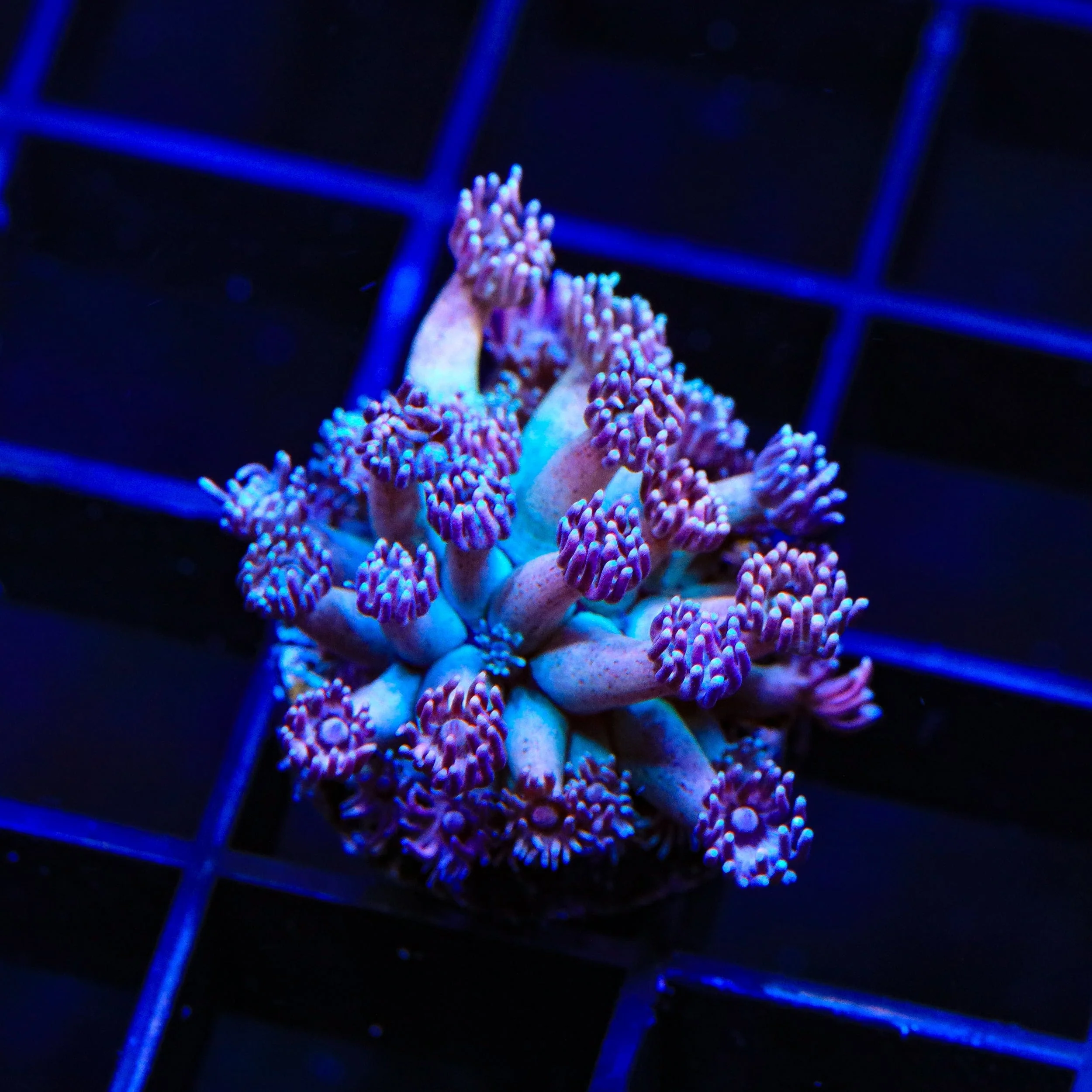 TSA Strawberry Kiwi Goniopora Coral - Image 2