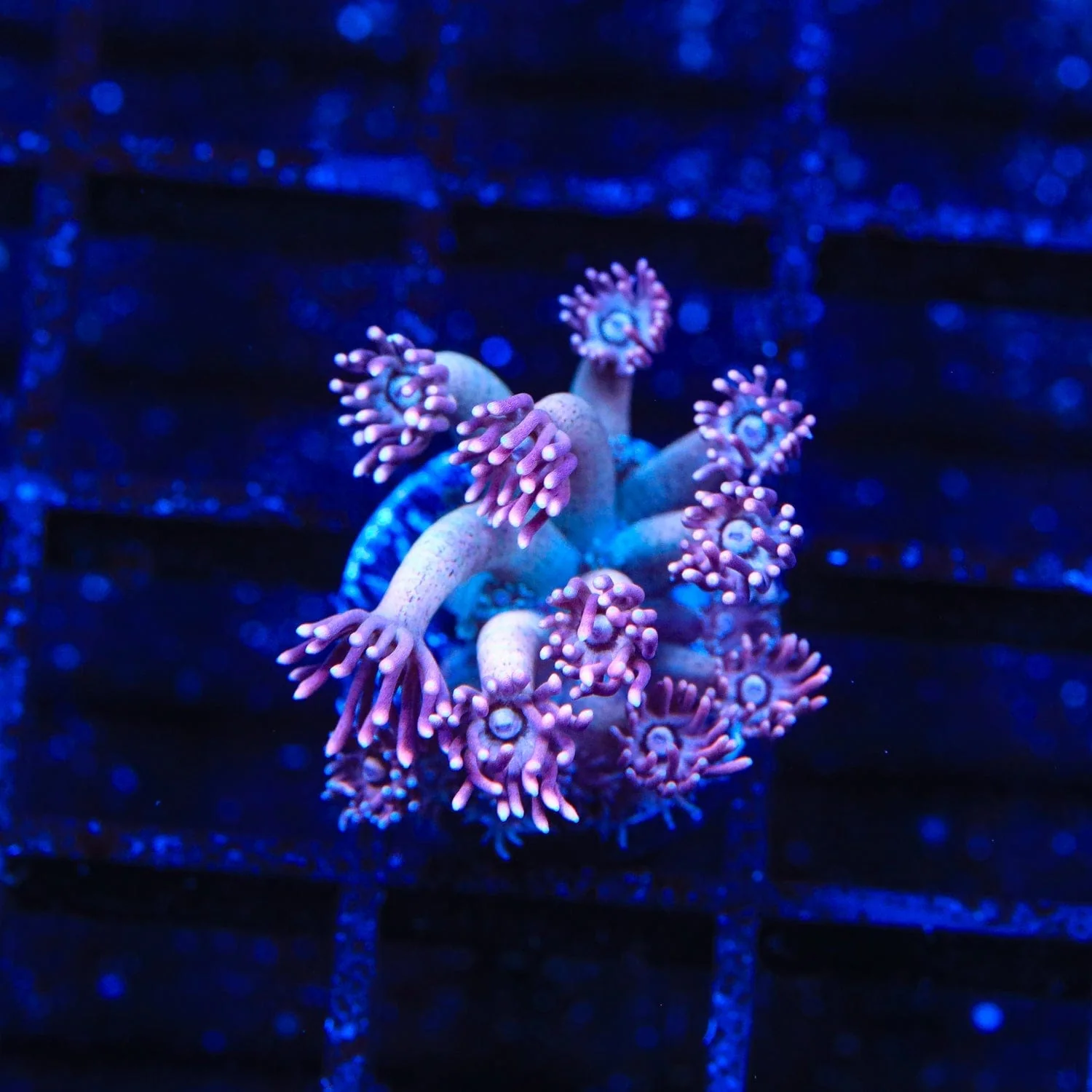 TSA Strawberry Kiwi Goniopora Coral - Image 3