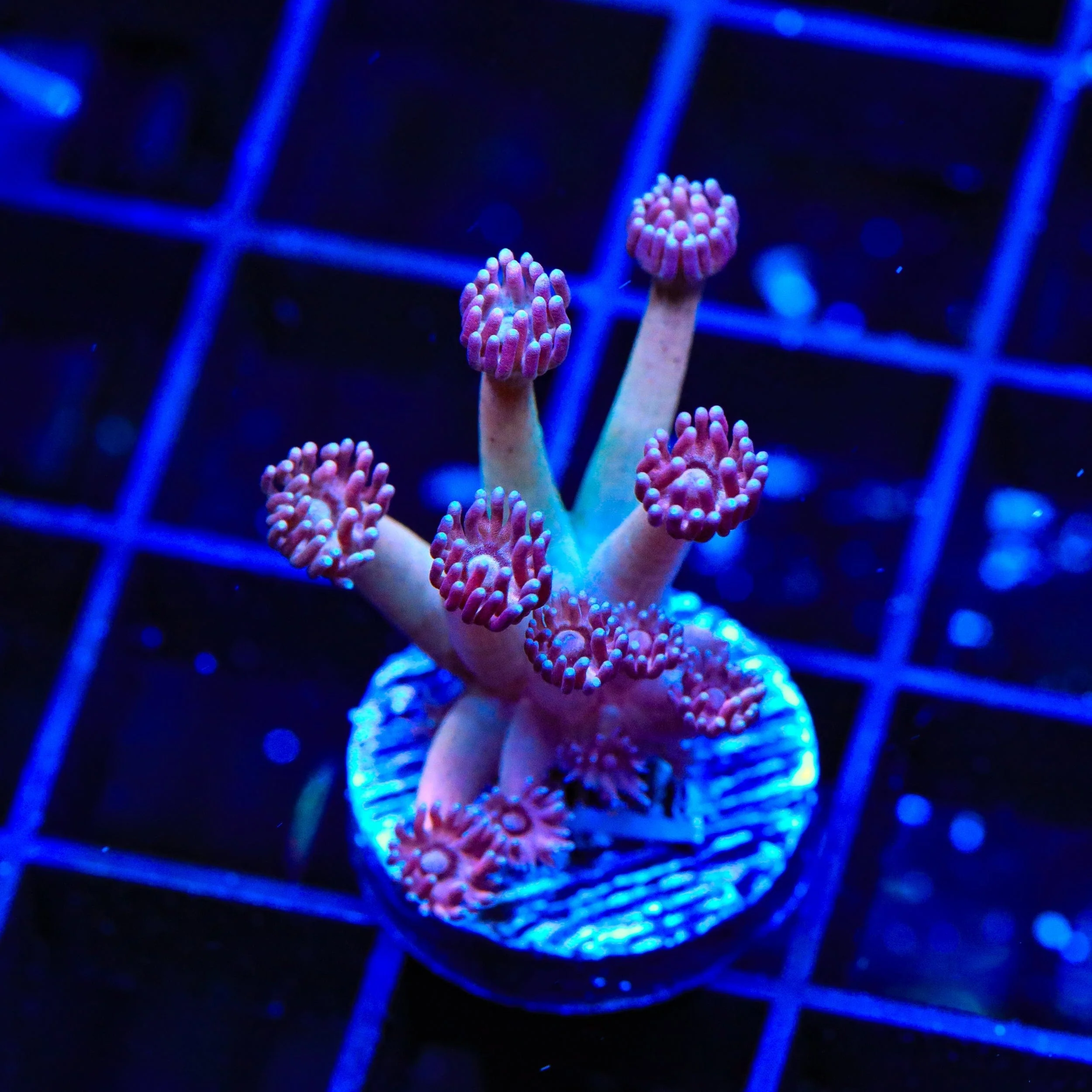 TSA Strawberry Kiwi Goniopora Coral - Image 4