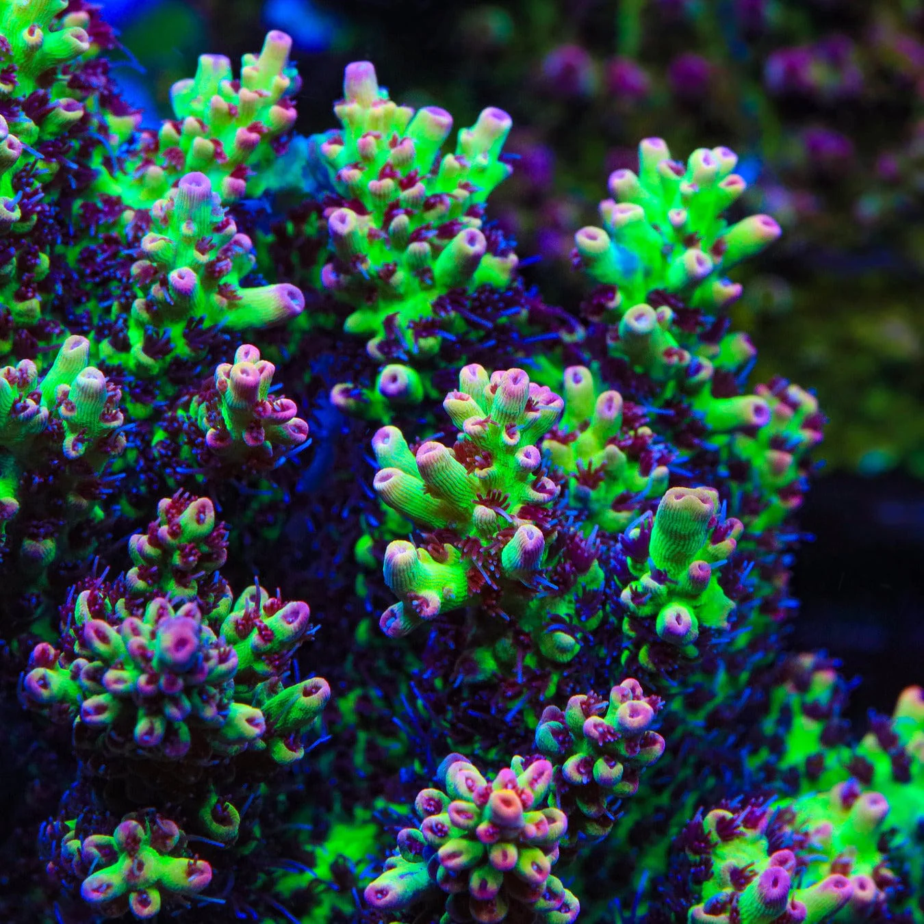 TSA Strawberry Shortcake Acropora Coral - Image 2