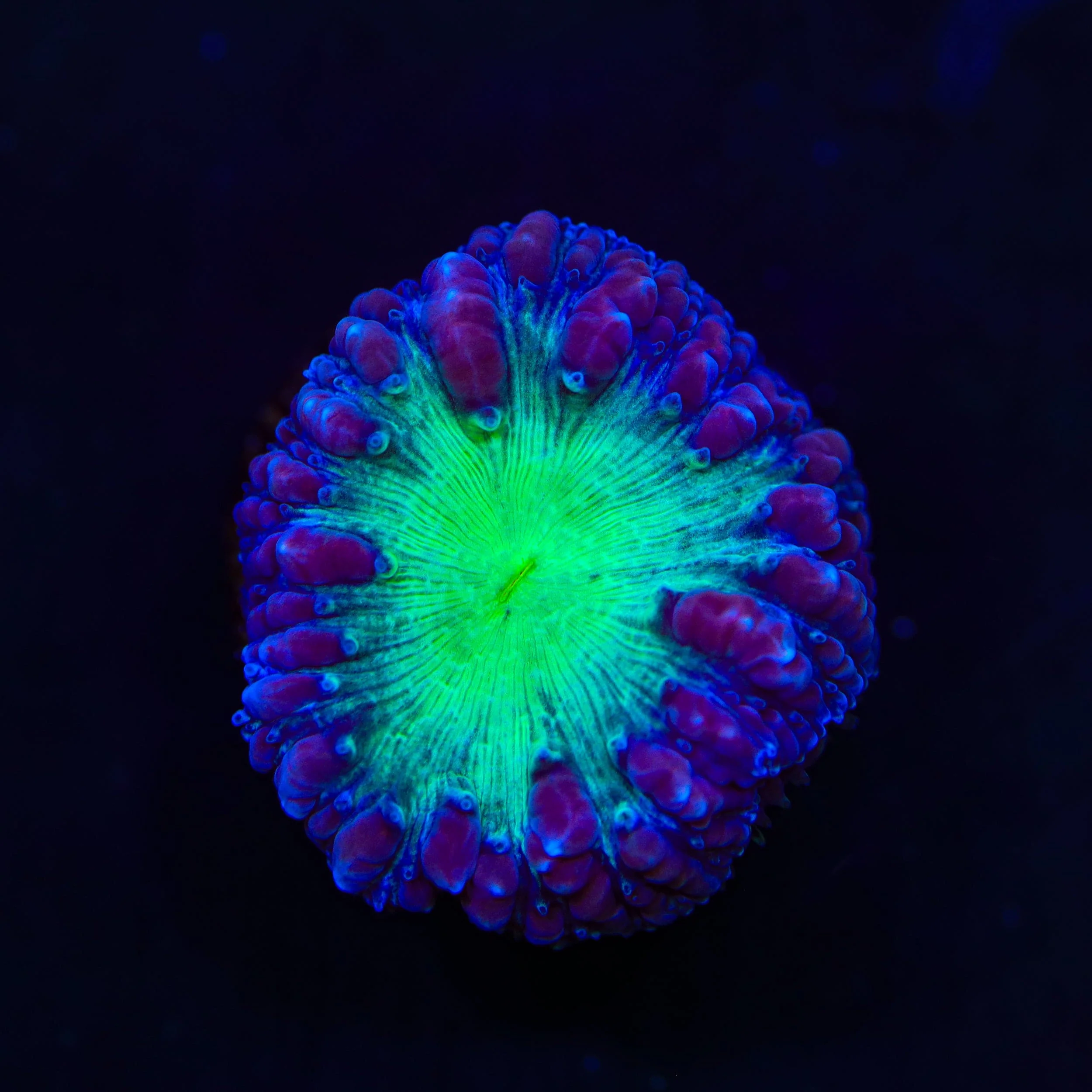 TSA Suckerberry Pie Blastomussa Coral - Image 2