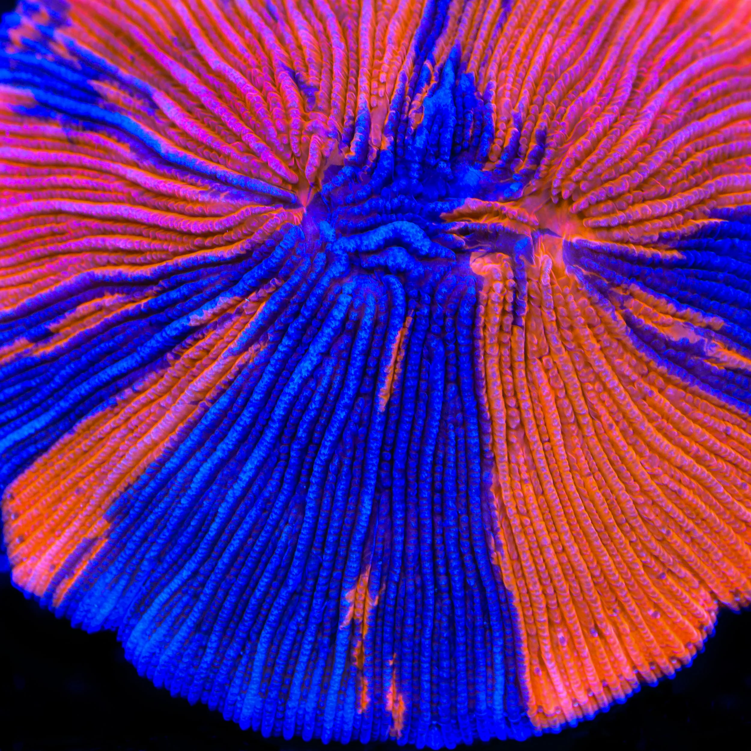 TSA Deadpool Grafted Aquacultured Plate Coral