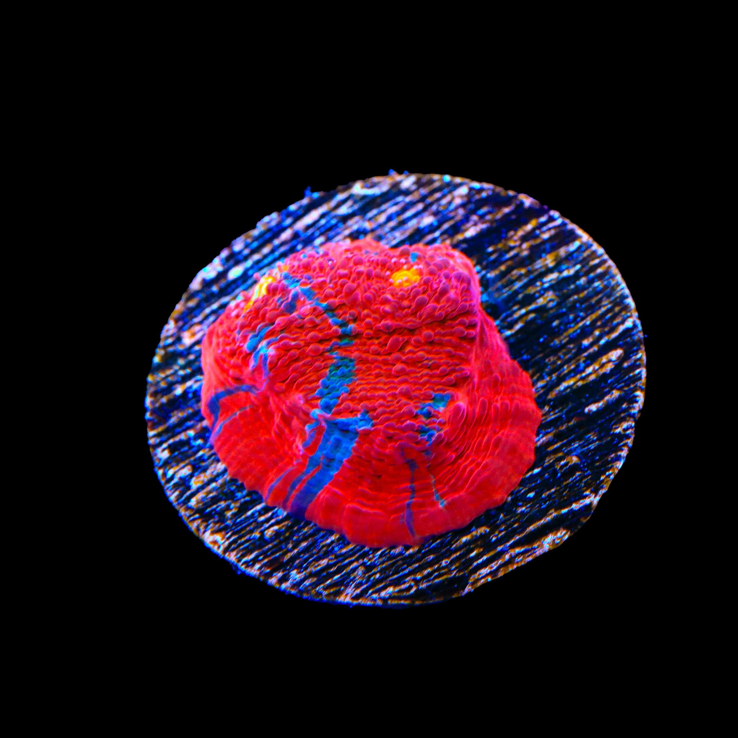 TSA Superman Chalice Coral - Image 2