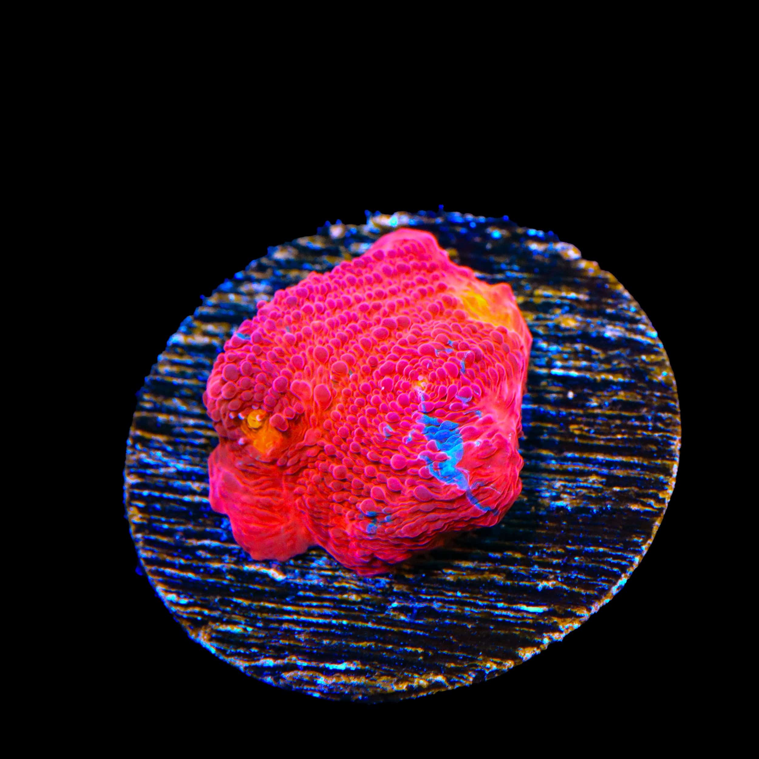 TSA Superman Chalice Coral - Image 3