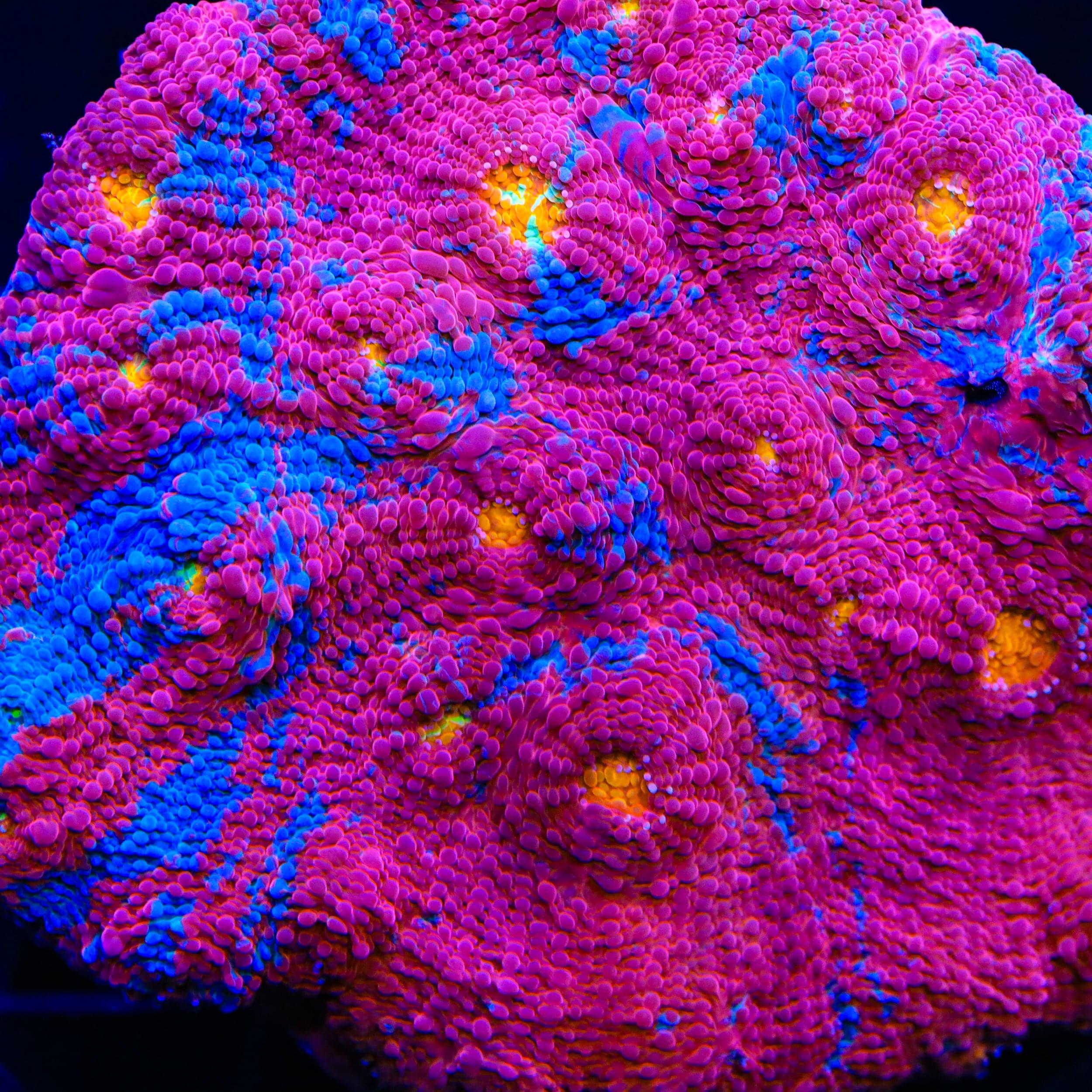 TSA Superman Chalice Coral - Image 4