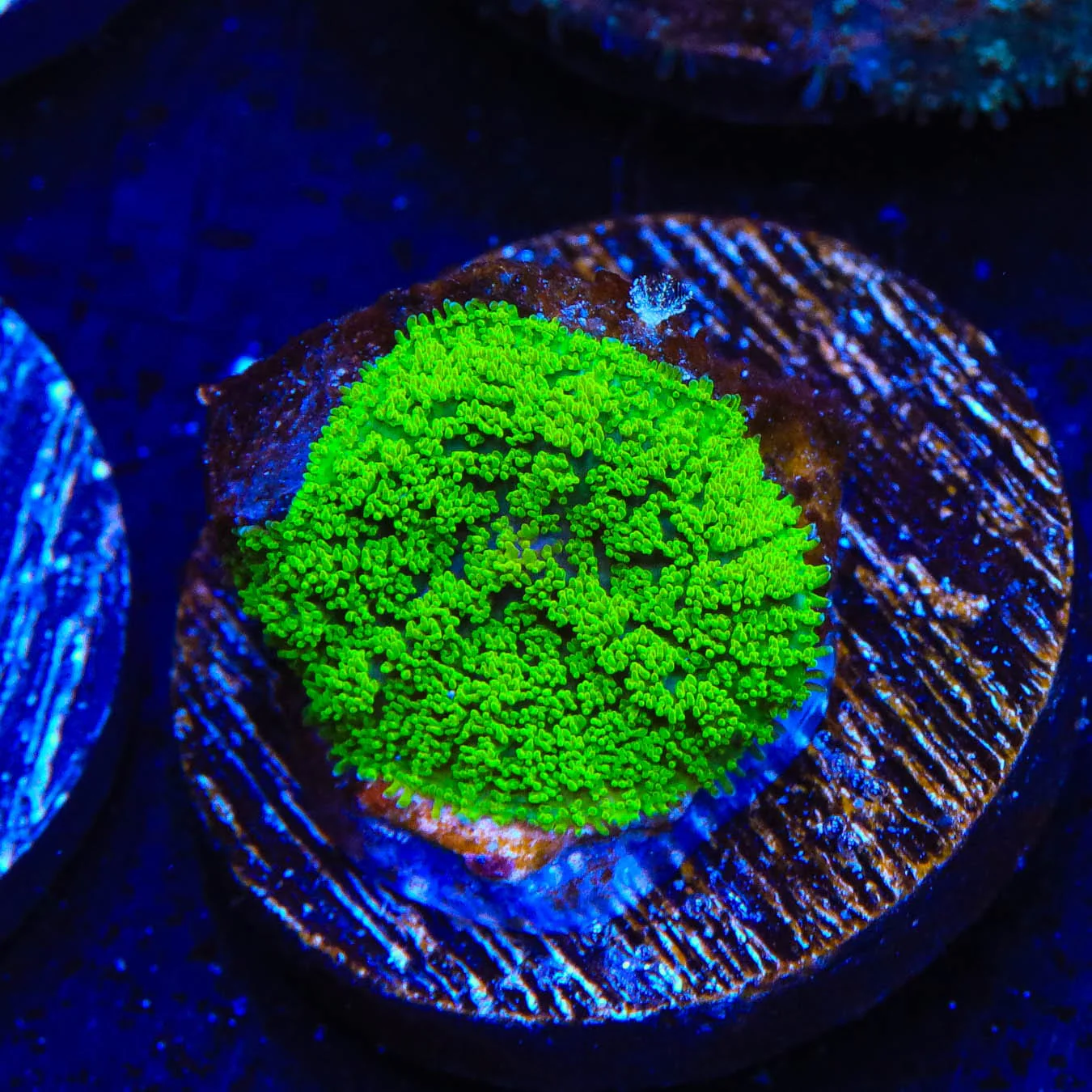 TSA Swamp Thing Mushroom Coral - Image 2