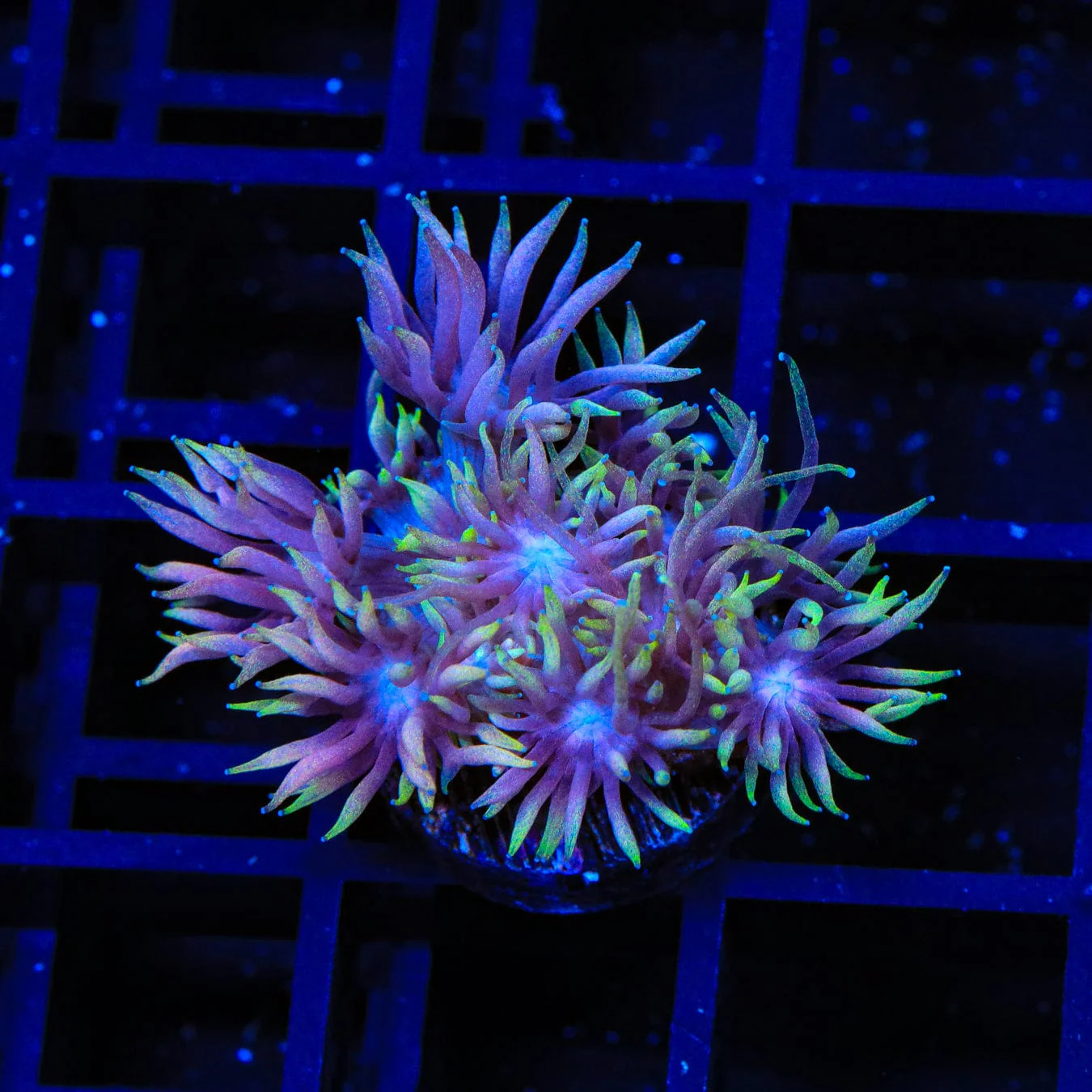 TSA Sweet Cake Goniopora Coral - Image 4