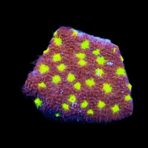 TSA Sweet Treat Psammocora Coral - Image 2