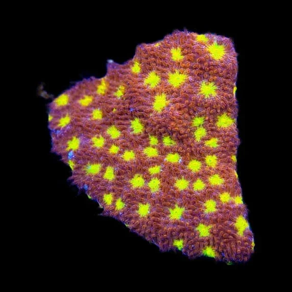 TSA Sweet Treat Psammocora Coral - Image 3
