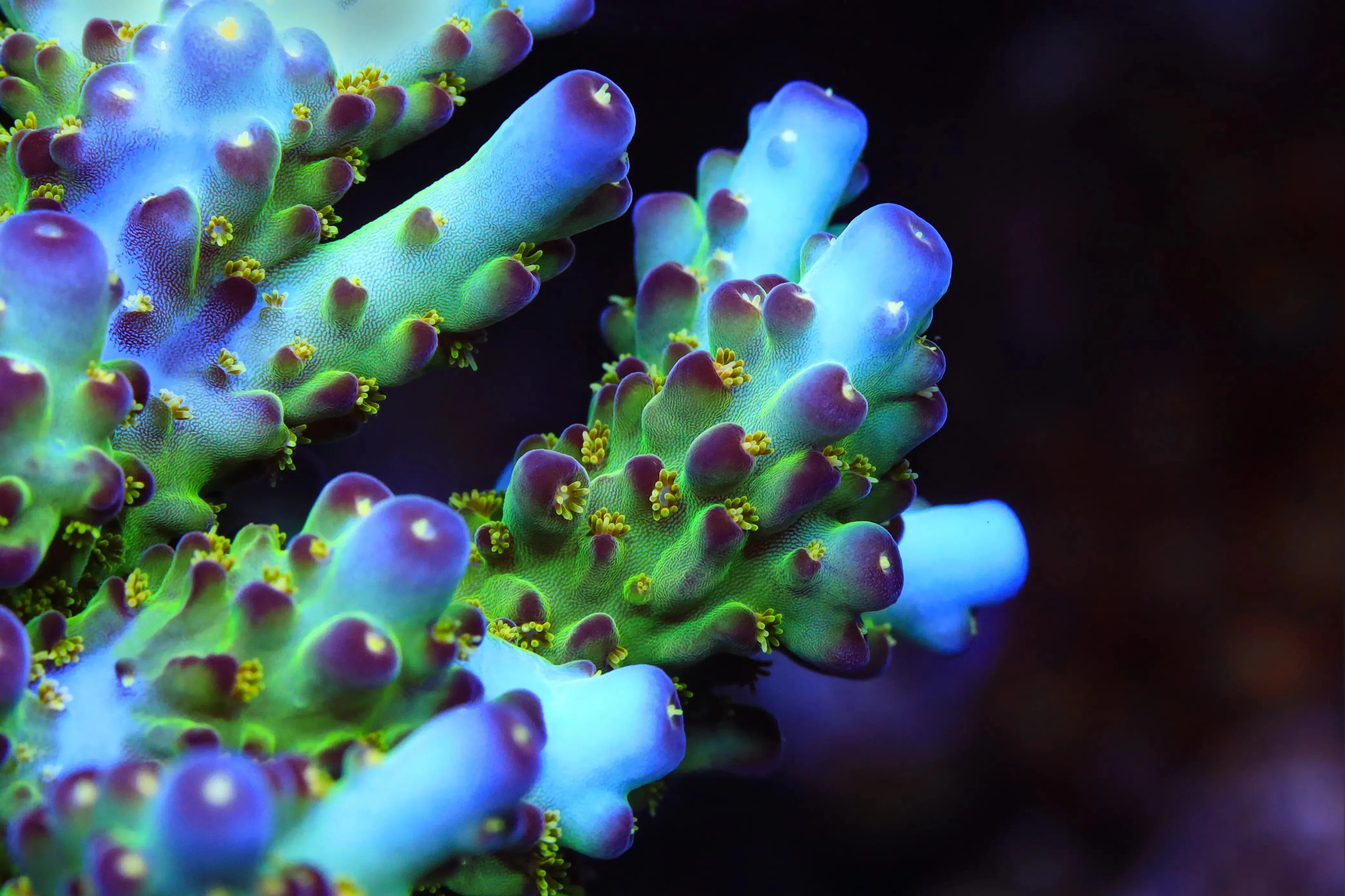 TSA Taj Mahal Acropora Coral - Image 3