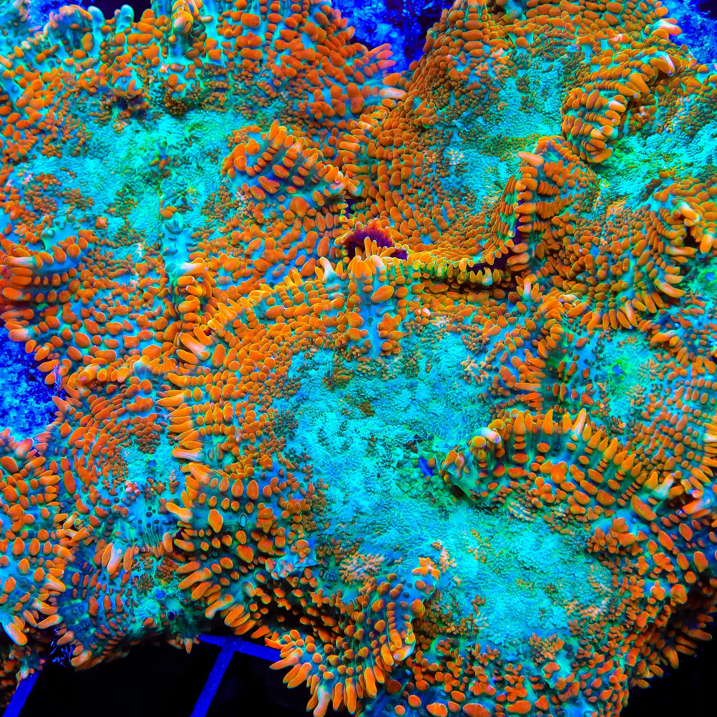 TSA Tango Bango Mushroom Coral - Image 2