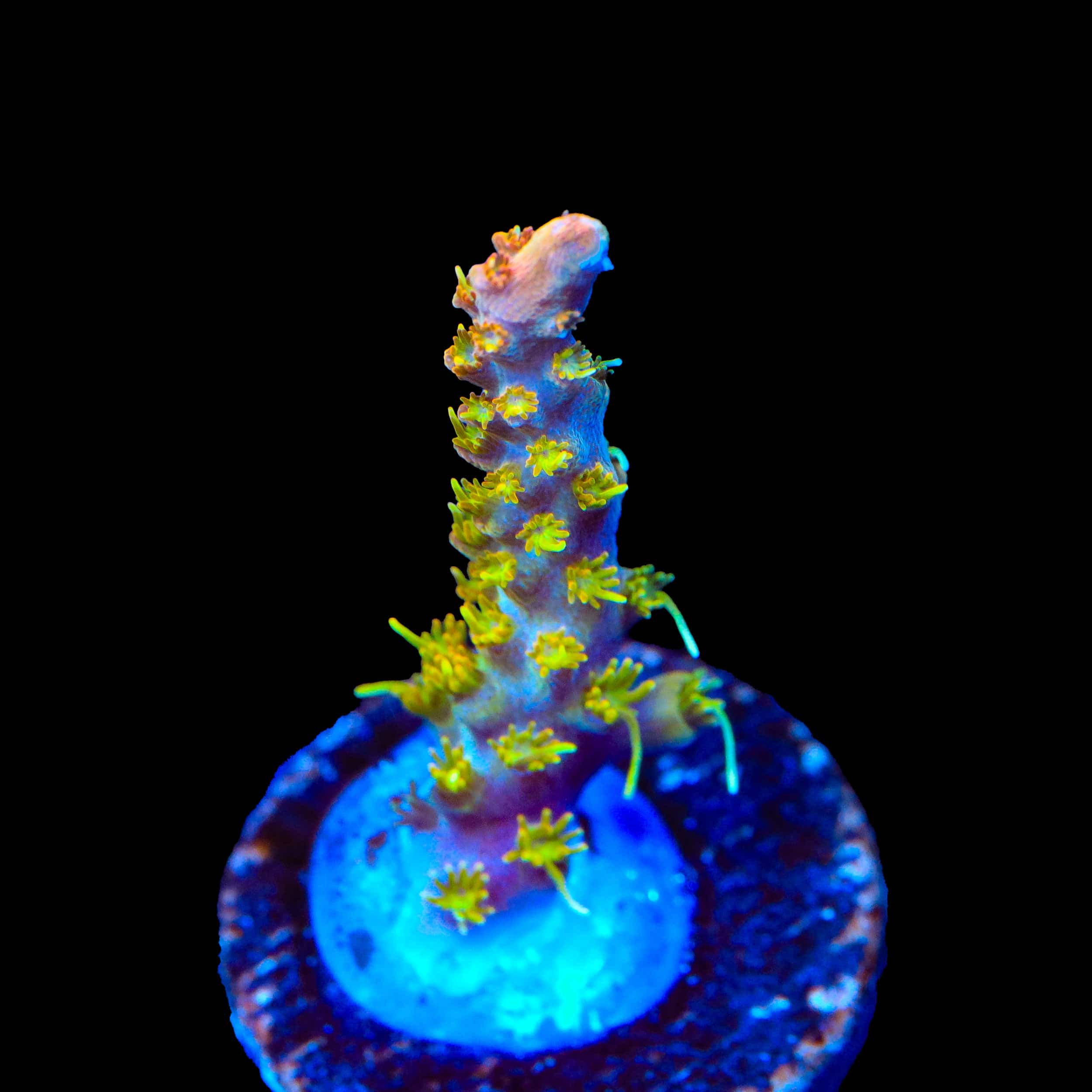 TSA Tangerine Spirit Acropora Coral - Image 2