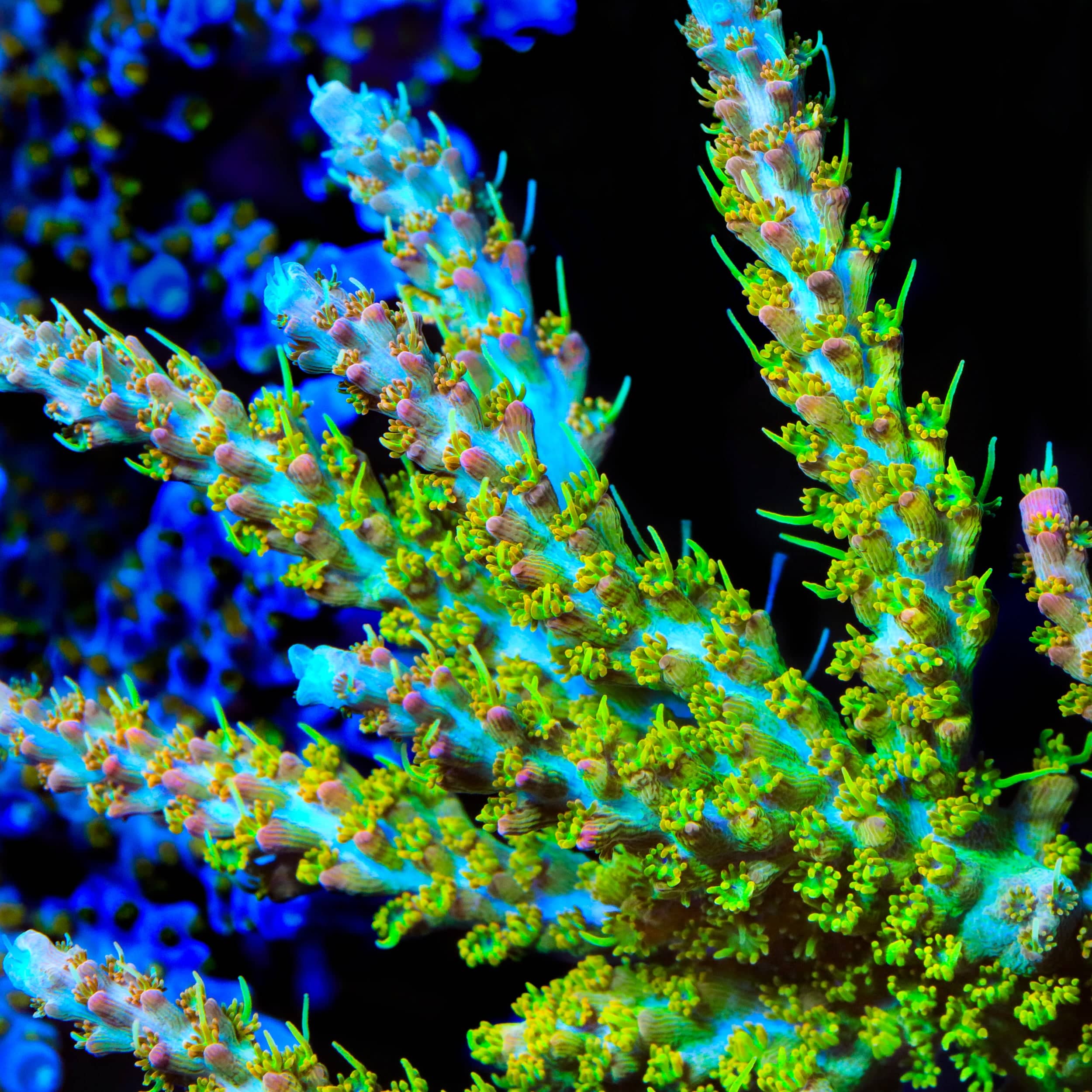 TSA Tangerine Spirit Acropora Coral - Image 4