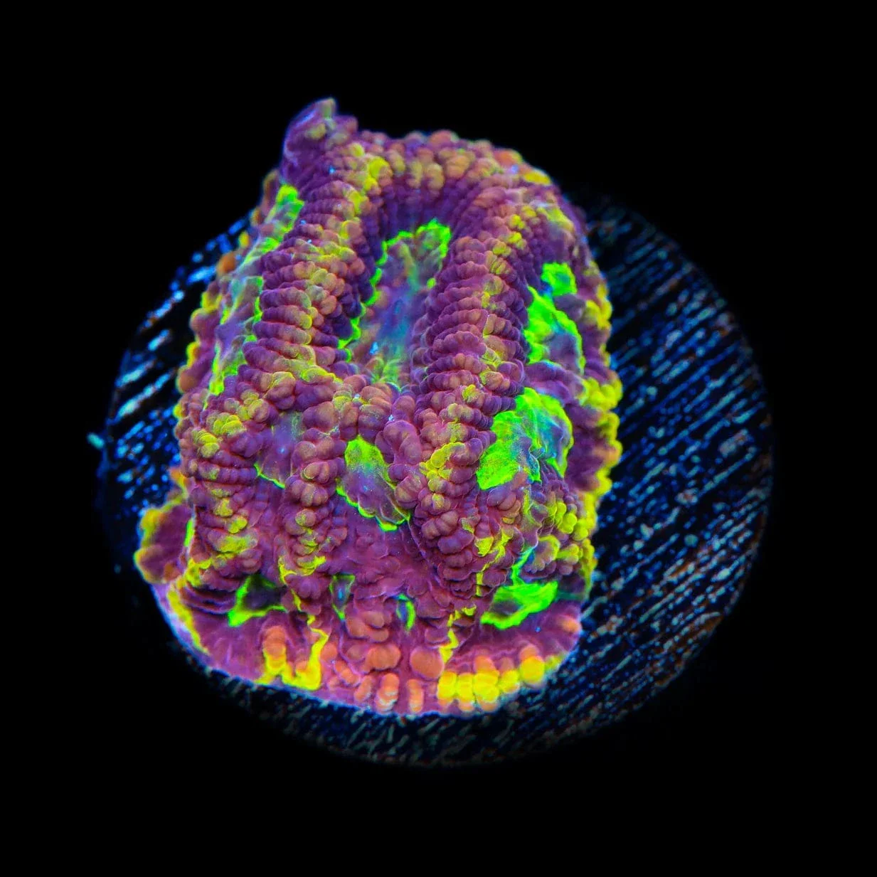 TSA Texas Tornado Favia Coral - Image 3