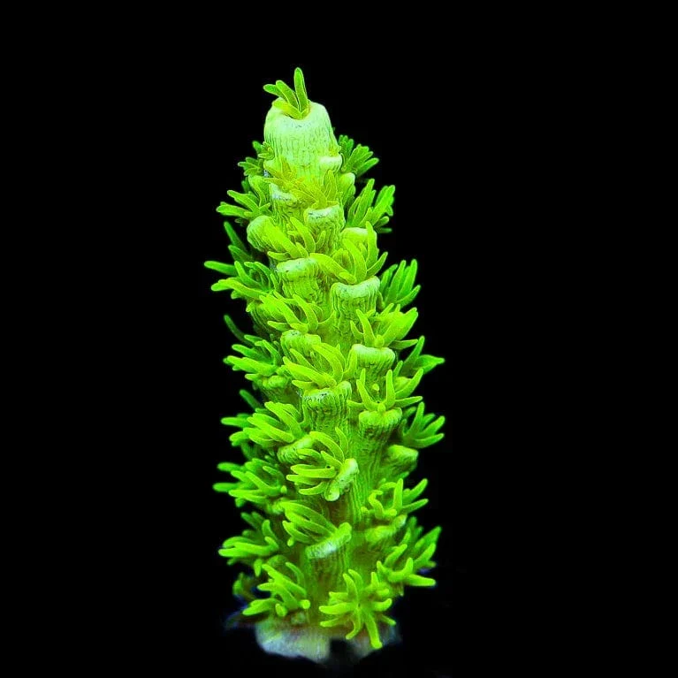 TSA The Banger Tenuis Acropora Coral