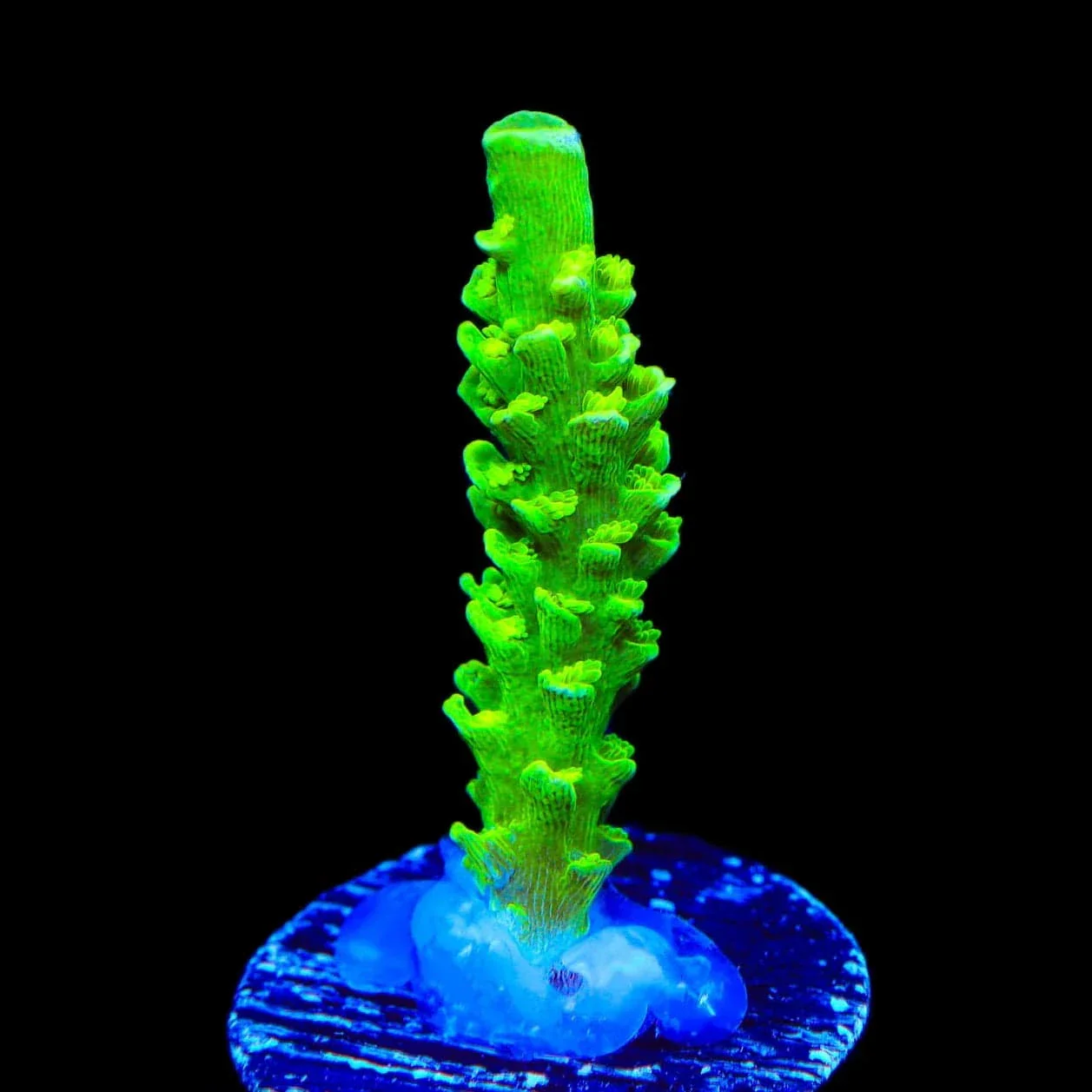 TSA The Banger Tenuis Acropora Coral - Image 2