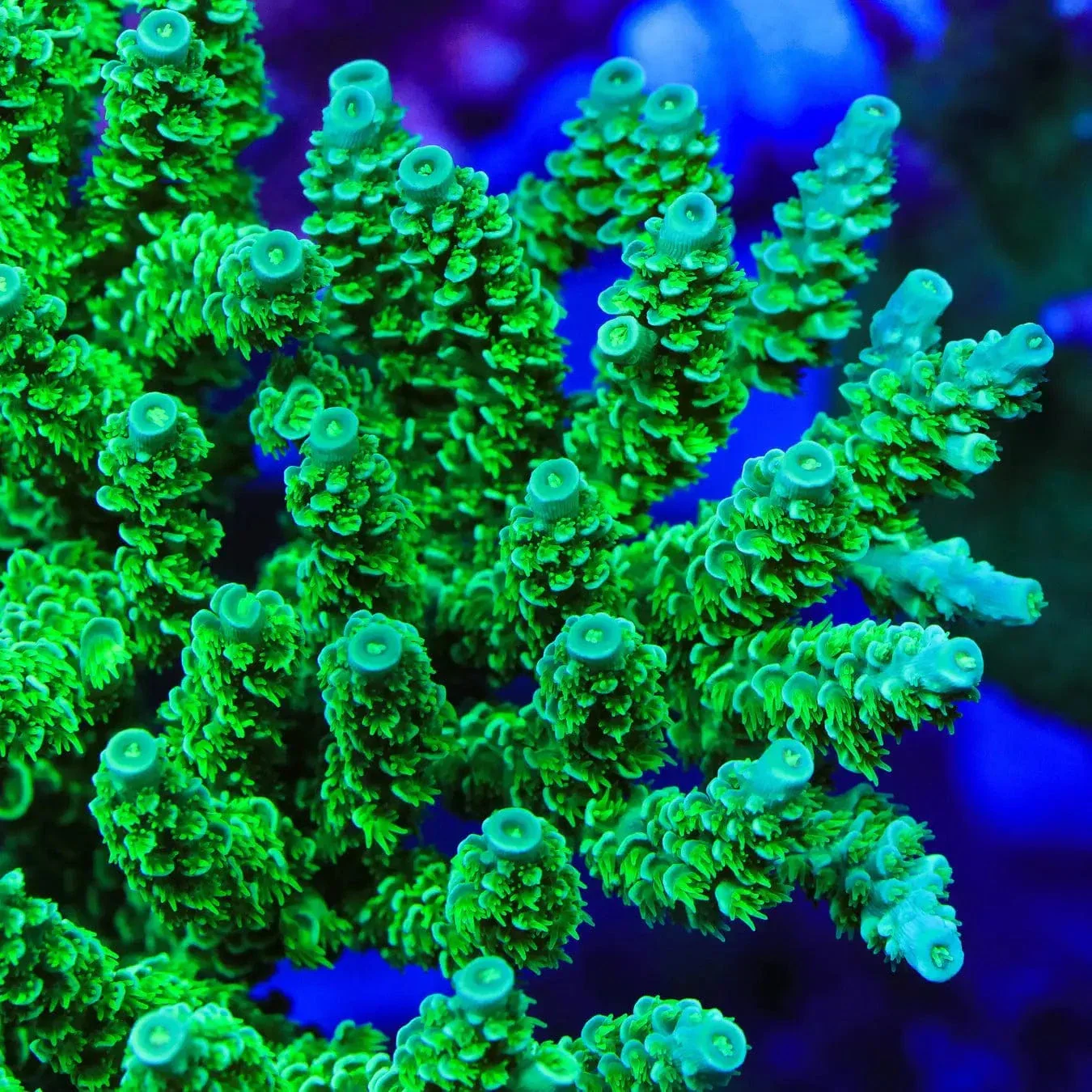 TSA The Banger Tenuis Acropora Coral - Image 4