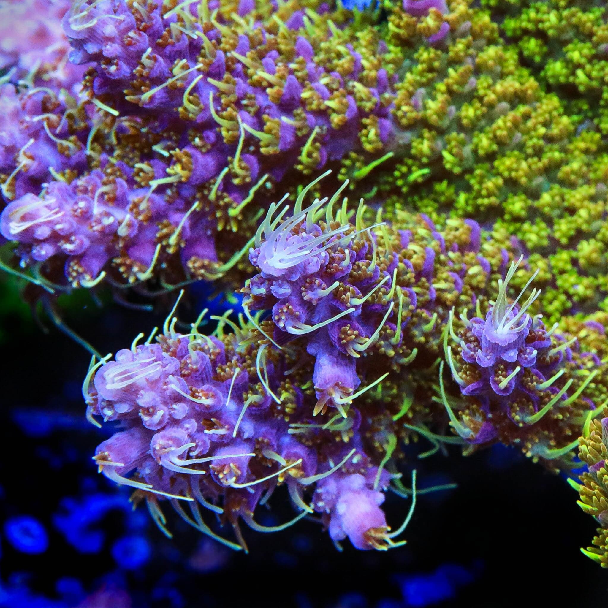 TSA The Fuzz Acropora XL Frag Coral - Image 2