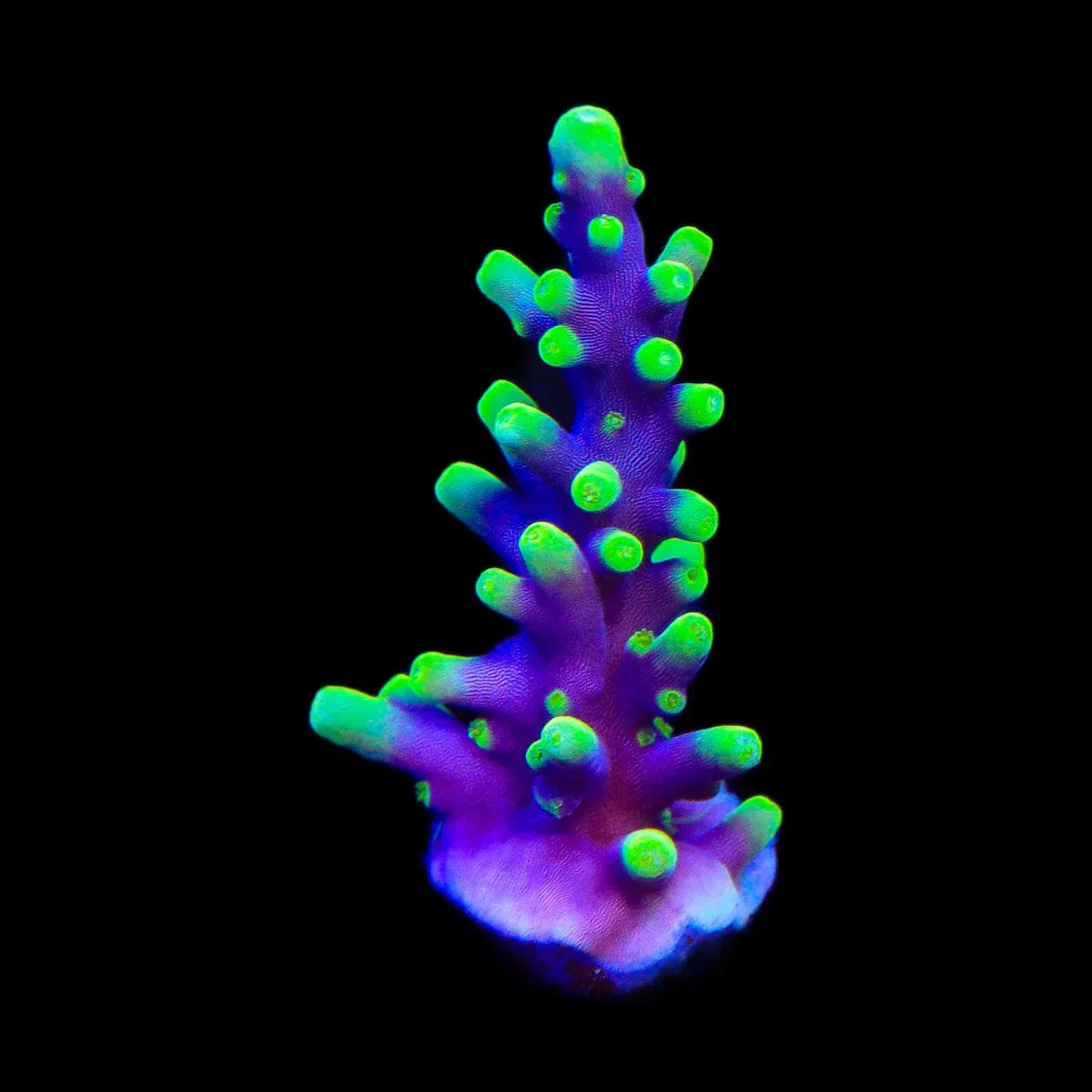 TSA The Riddler Dragon Acropora Coral - Image 2