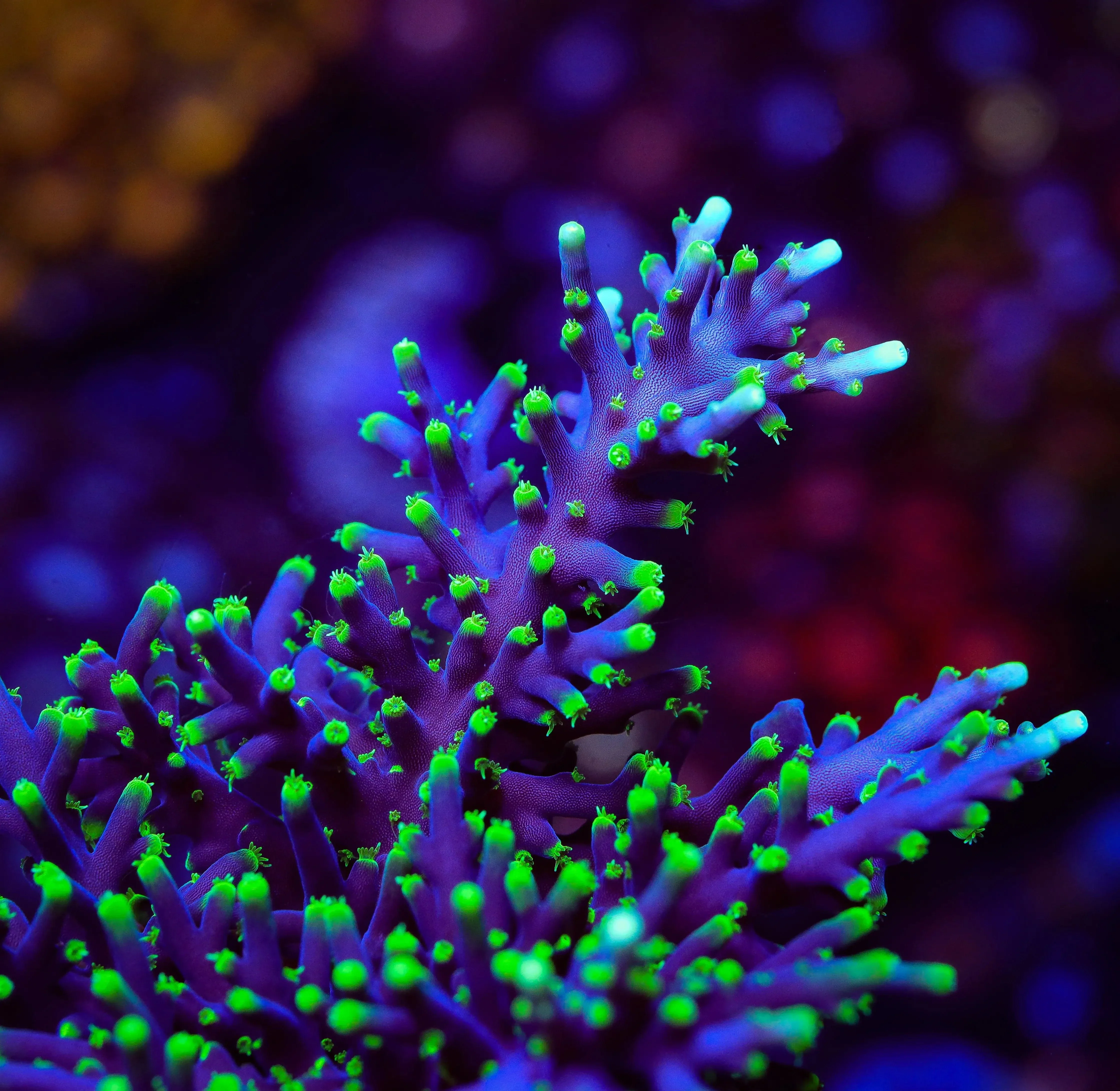 TSA The Riddler Dragon Acropora Coral - Image 3