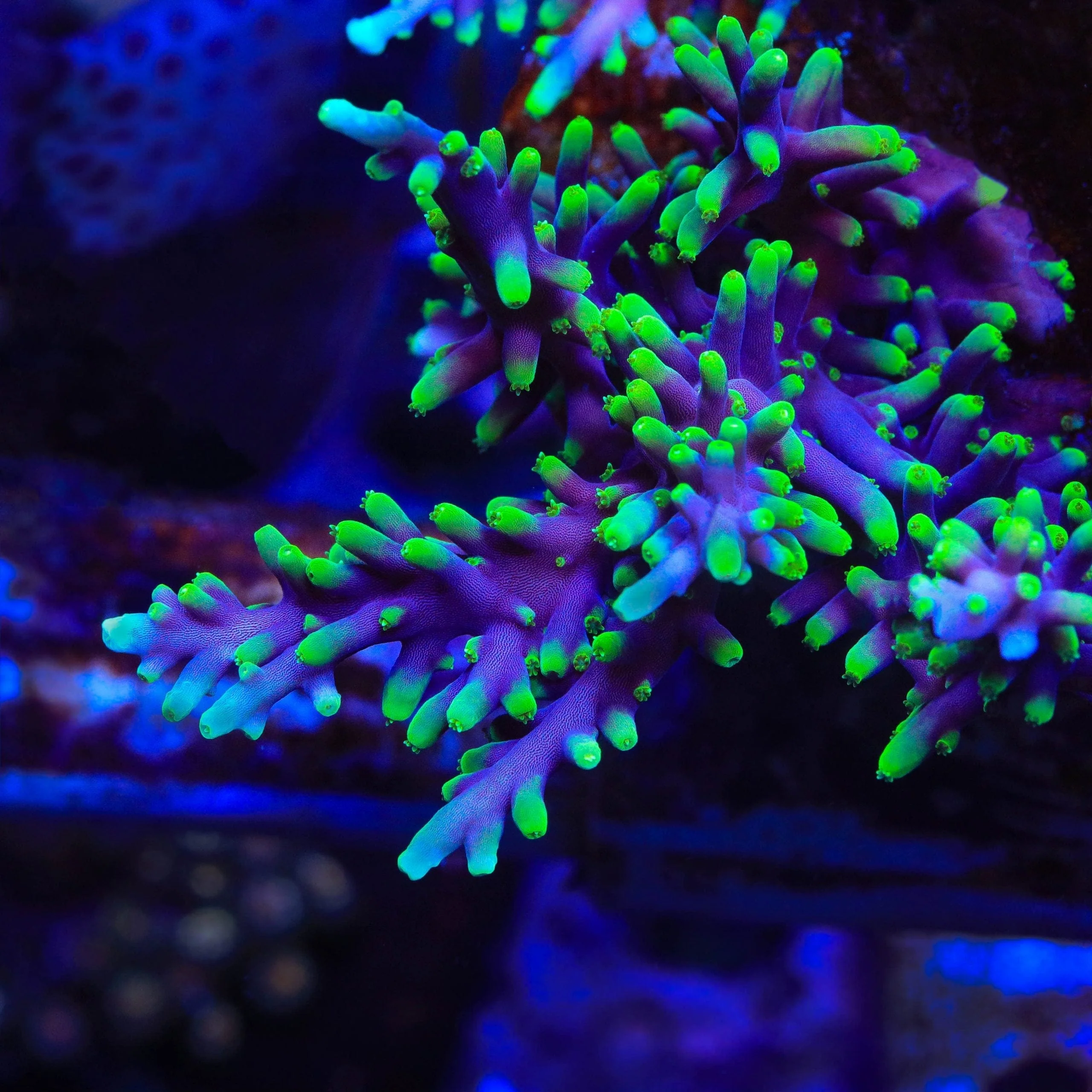 TSA The Riddler Dragon Acropora Coral - Image 4