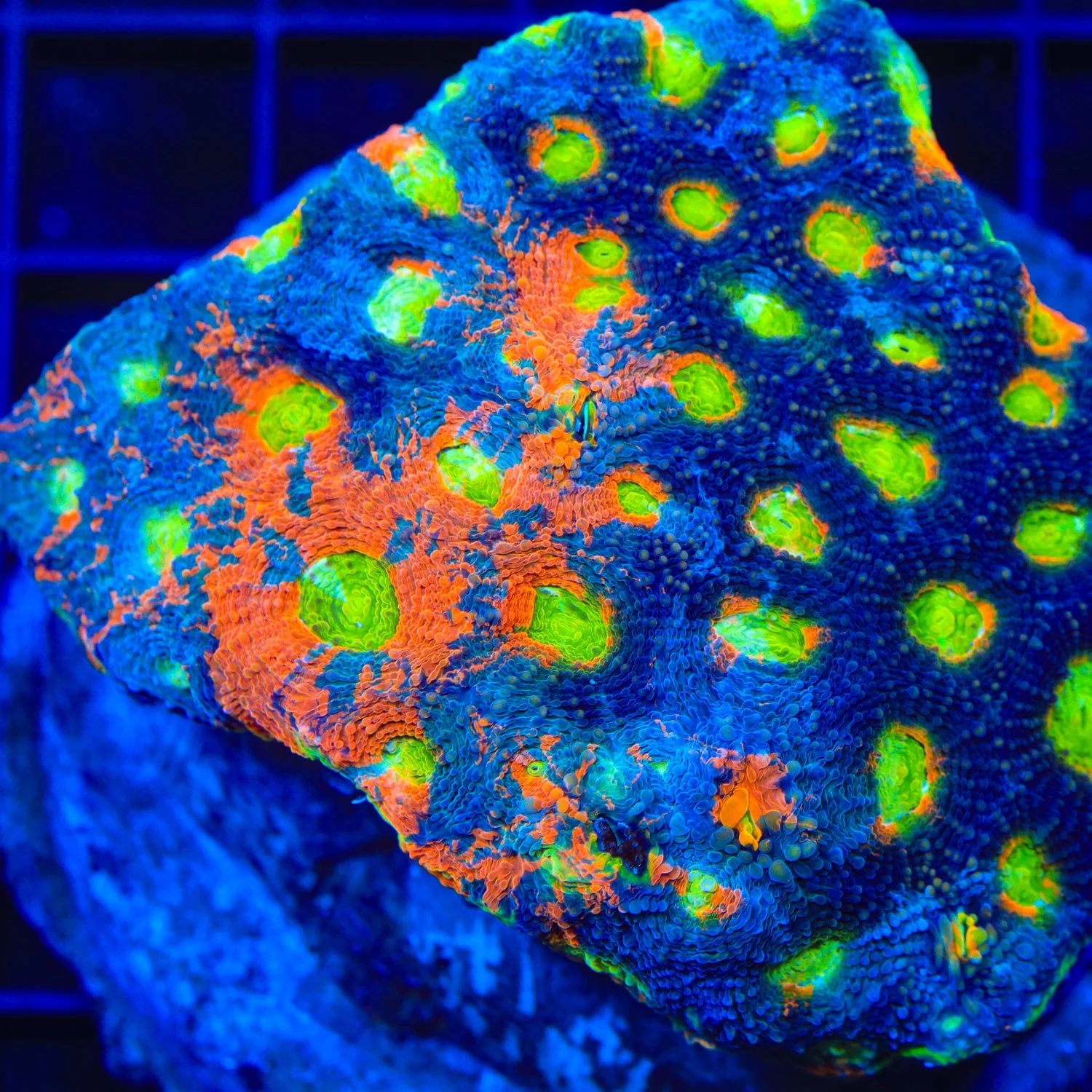TSA Toxic Blueberry Echinata Coral - Image 4